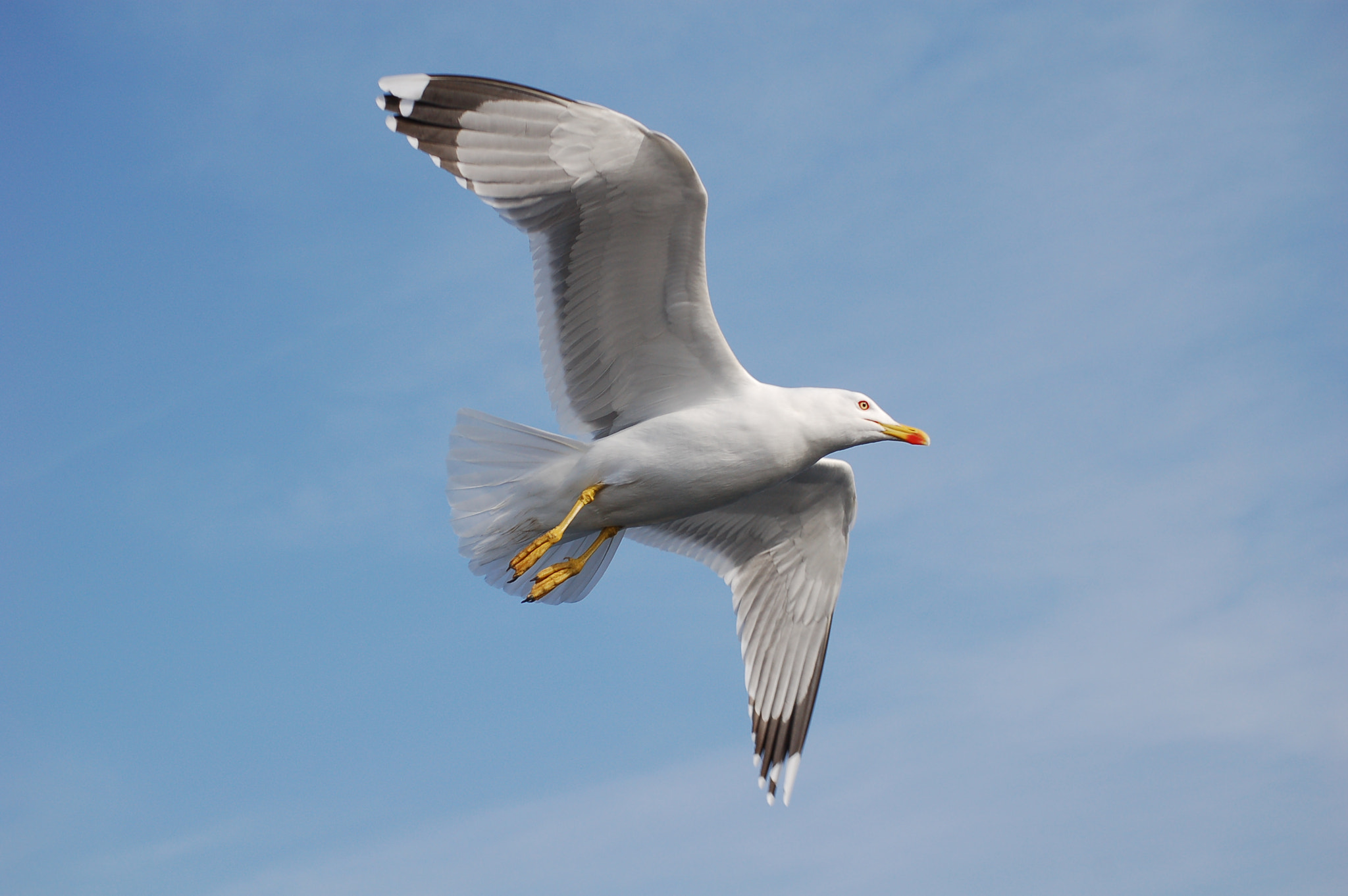 Nikon D50 sample photo. Seagull photography