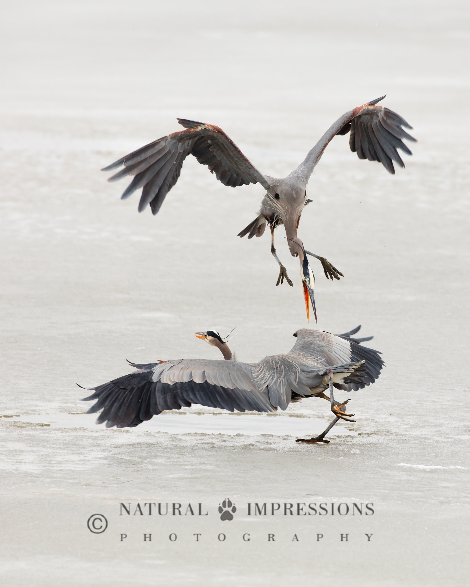 Canon EF 200-400mm F4L IS USM Extender 1.4x sample photo. Waterhole dispute photography