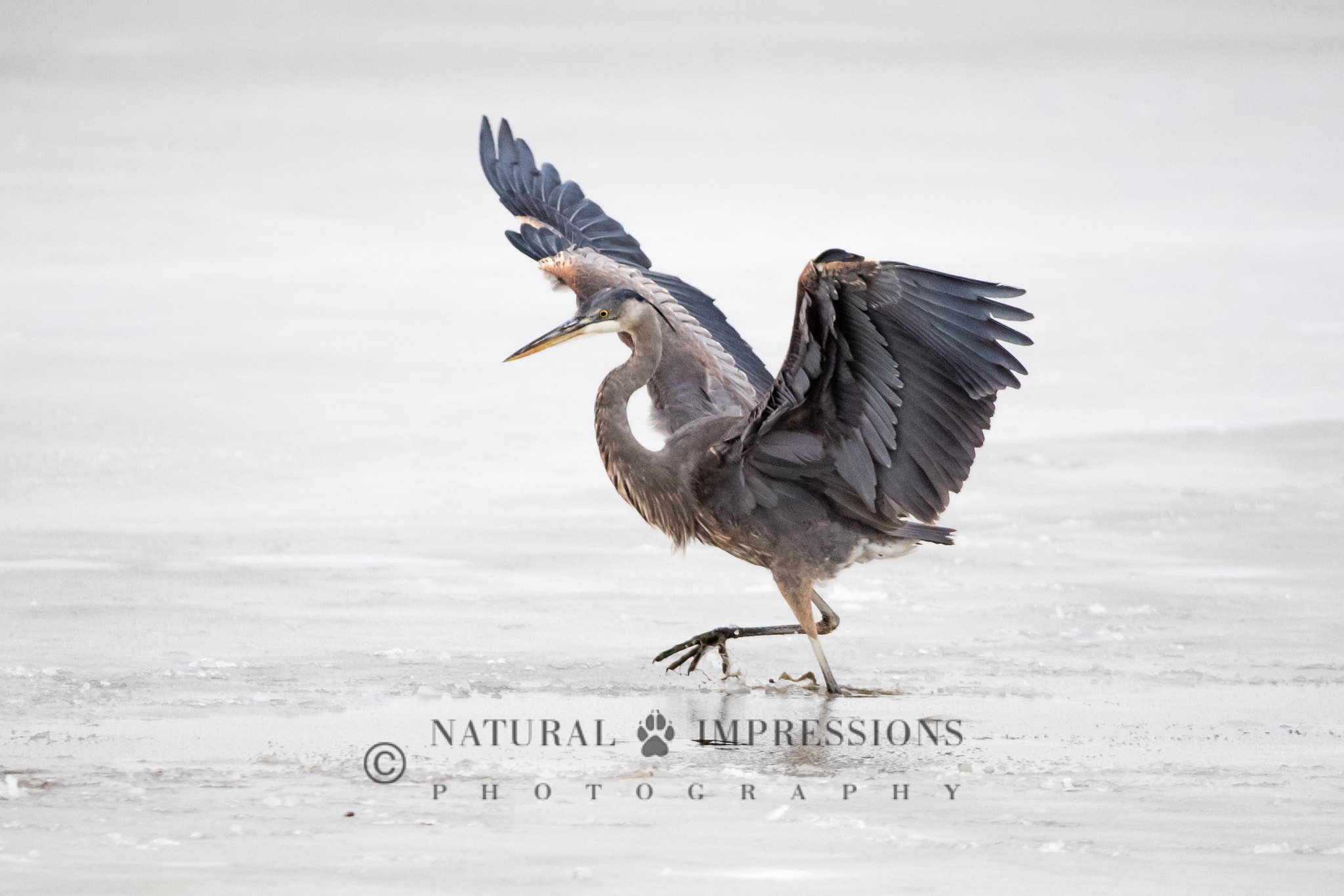 Canon EOS 5DS R + Canon EF 200-400mm F4L IS USM Extender 1.4x sample photo. Ice dance photography