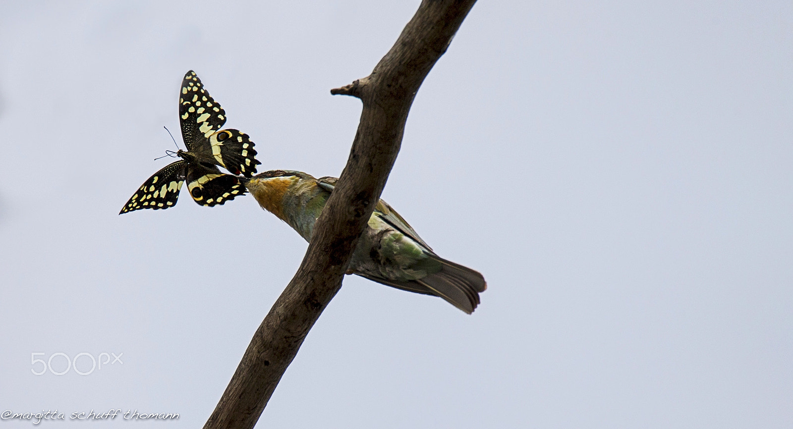 Tamron SP 150-600mm F5-6.3 Di VC USD sample photo. Bee-eater wiyh butterfly.. photography