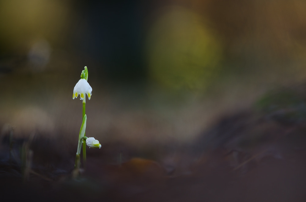Nikon D5100 + Nikon AF-S Nikkor 300mm F4D ED-IF sample photo. Märzenbecher photography