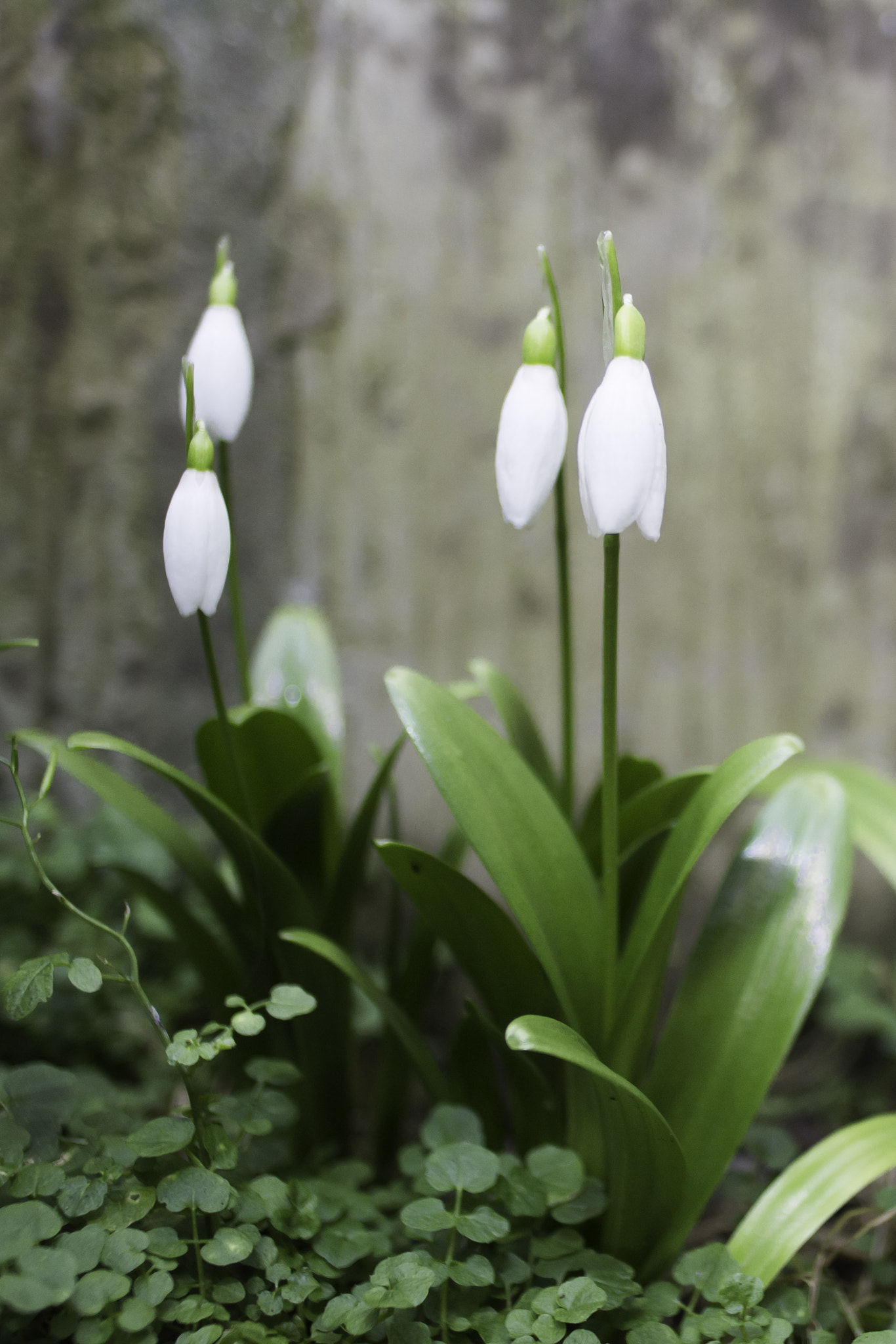 Nikon D7100 + Sigma 24mm F2.8 Super Wide II Macro sample photo. Spring has begun photography