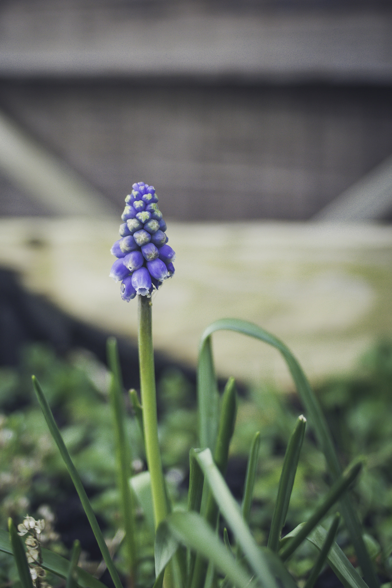 Nikon D7100 + Sigma 24mm F2.8 Super Wide II Macro sample photo. Spring has begun photography