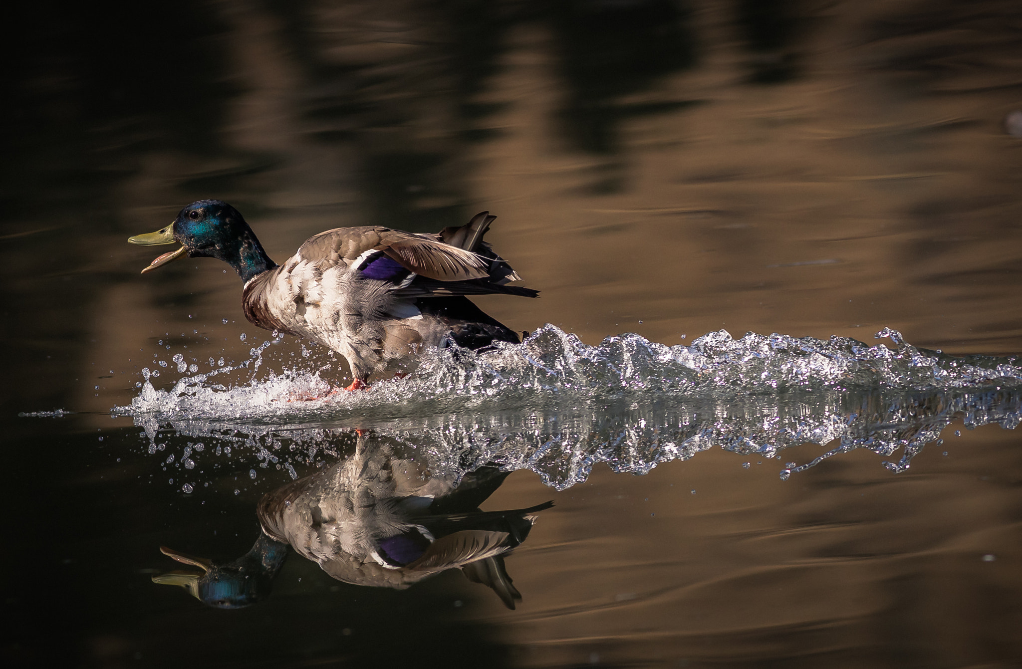 Canon EOS-1D Mark IV + Canon EF 400mm F5.6L USM sample photo. Holding on for dear life photography
