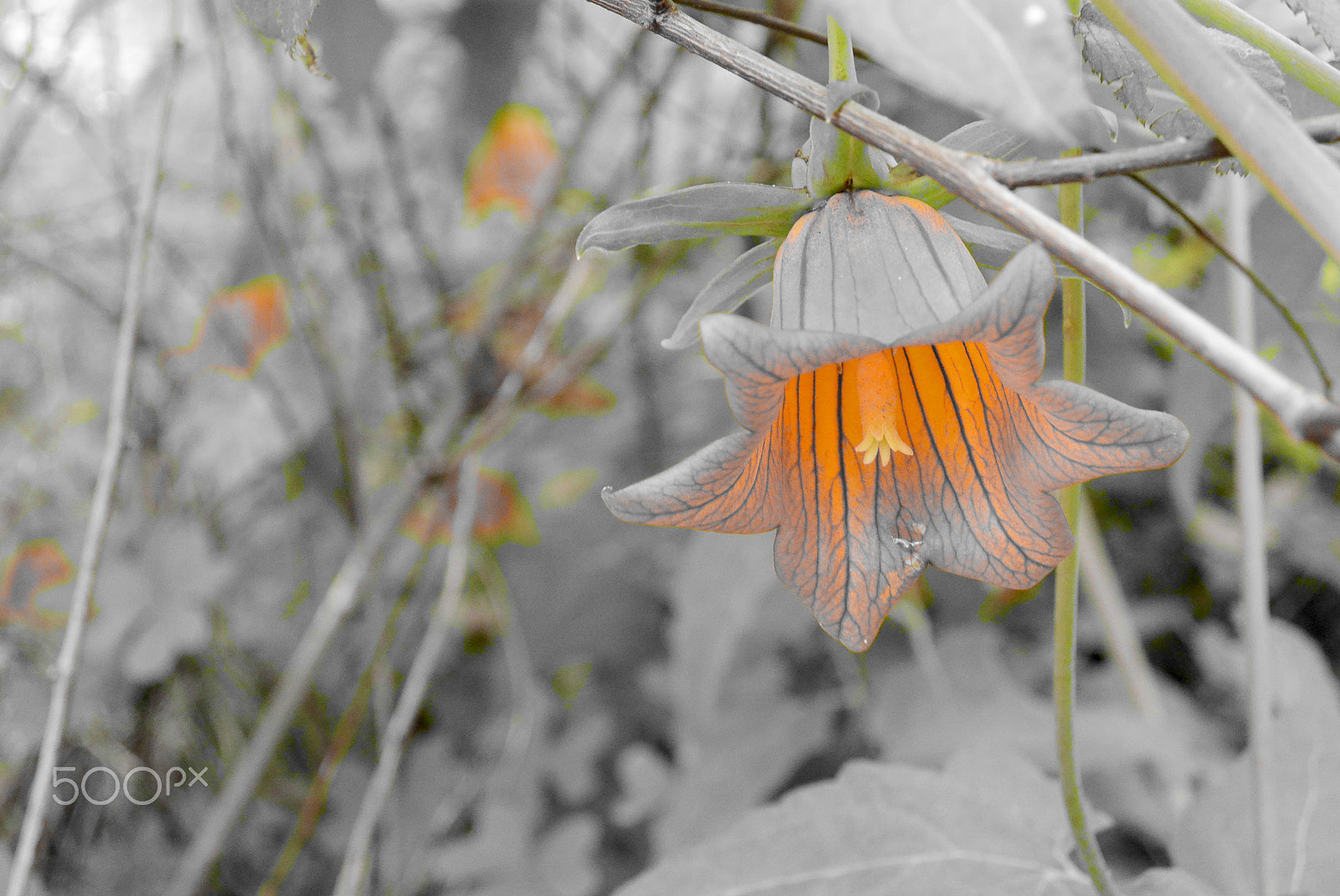 Nikon 1 S1 sample photo. Orange lightning photography