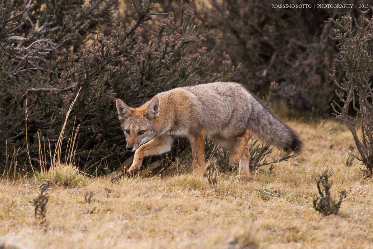 Canon EOS-1D Mark III + Canon EF 400mm F5.6L USM sample photo. Looking the pray photography