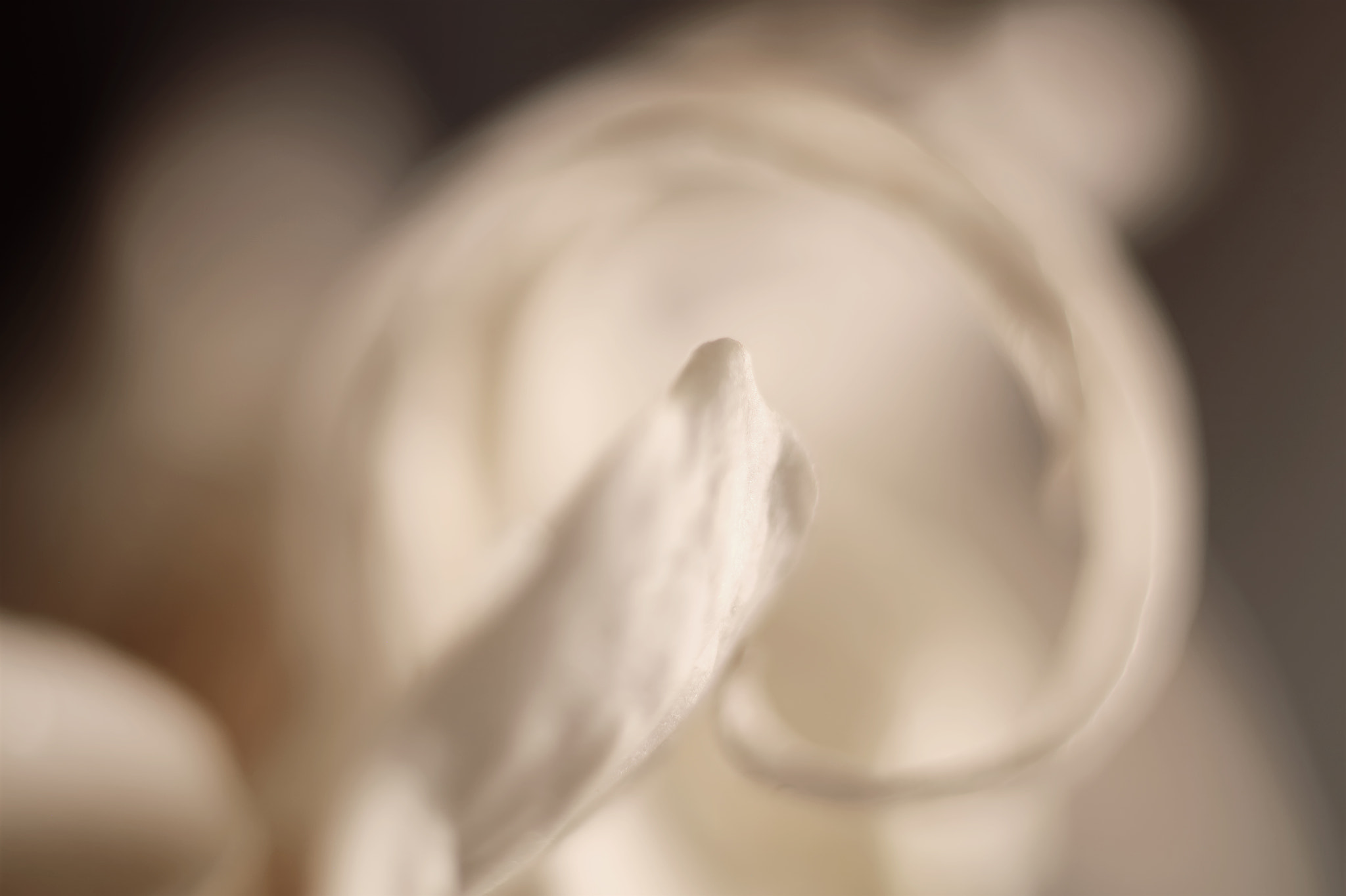 Canon EF 50mm F2.5 Macro sample photo. Not quite white photography