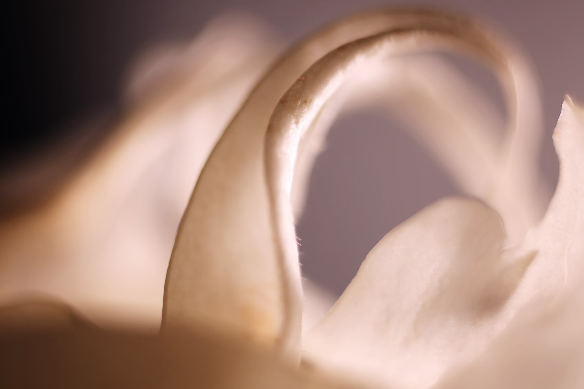 Canon EF 50mm F2.5 Macro sample photo. Moonlight shadow photography
