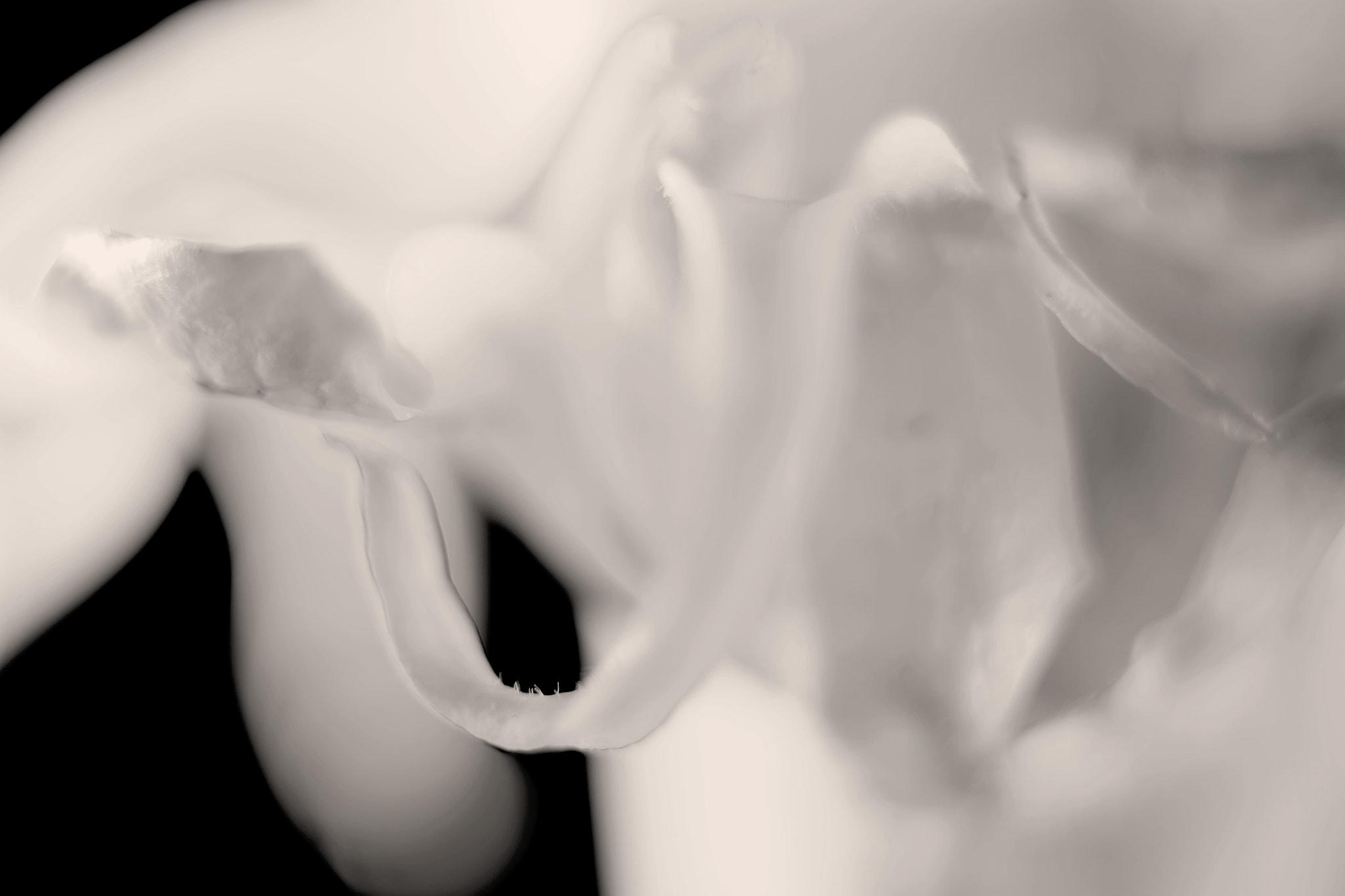 Canon EF 50mm F2.5 Macro sample photo. Skeletal photography