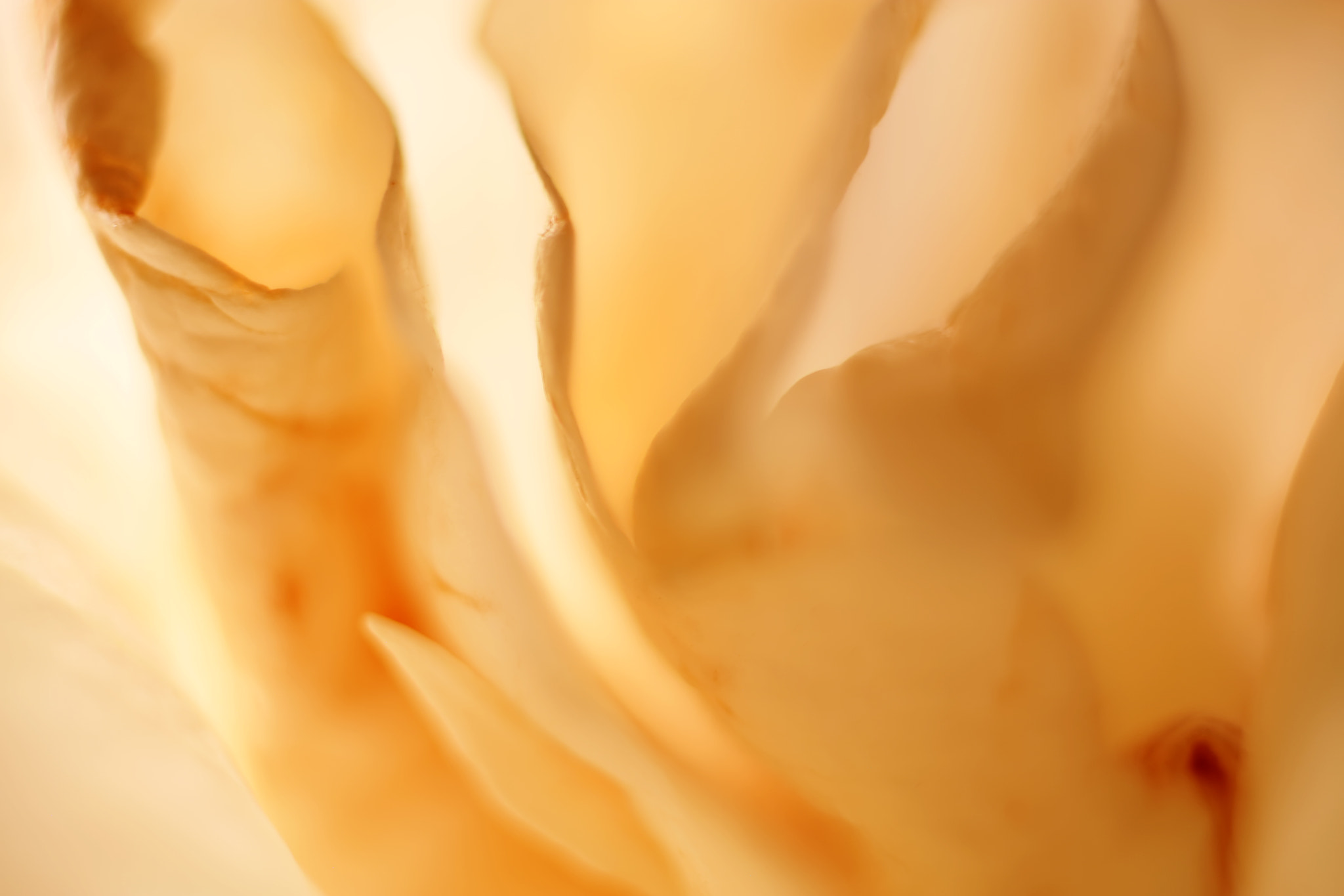 Canon EF 50mm F2.5 Macro sample photo. Marble halls photography