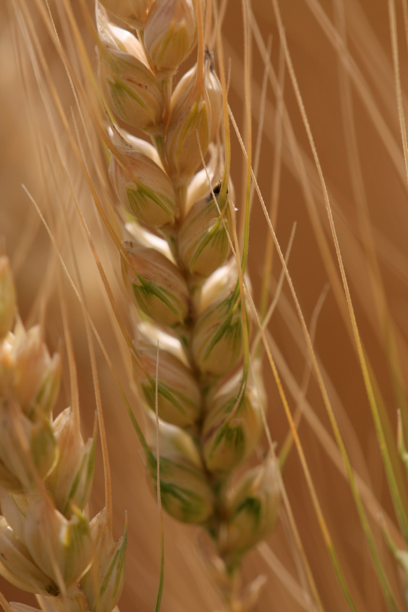 Sigma APO Macro 150mm f/2.8 EX DG HSM sample photo. Spikelet photography