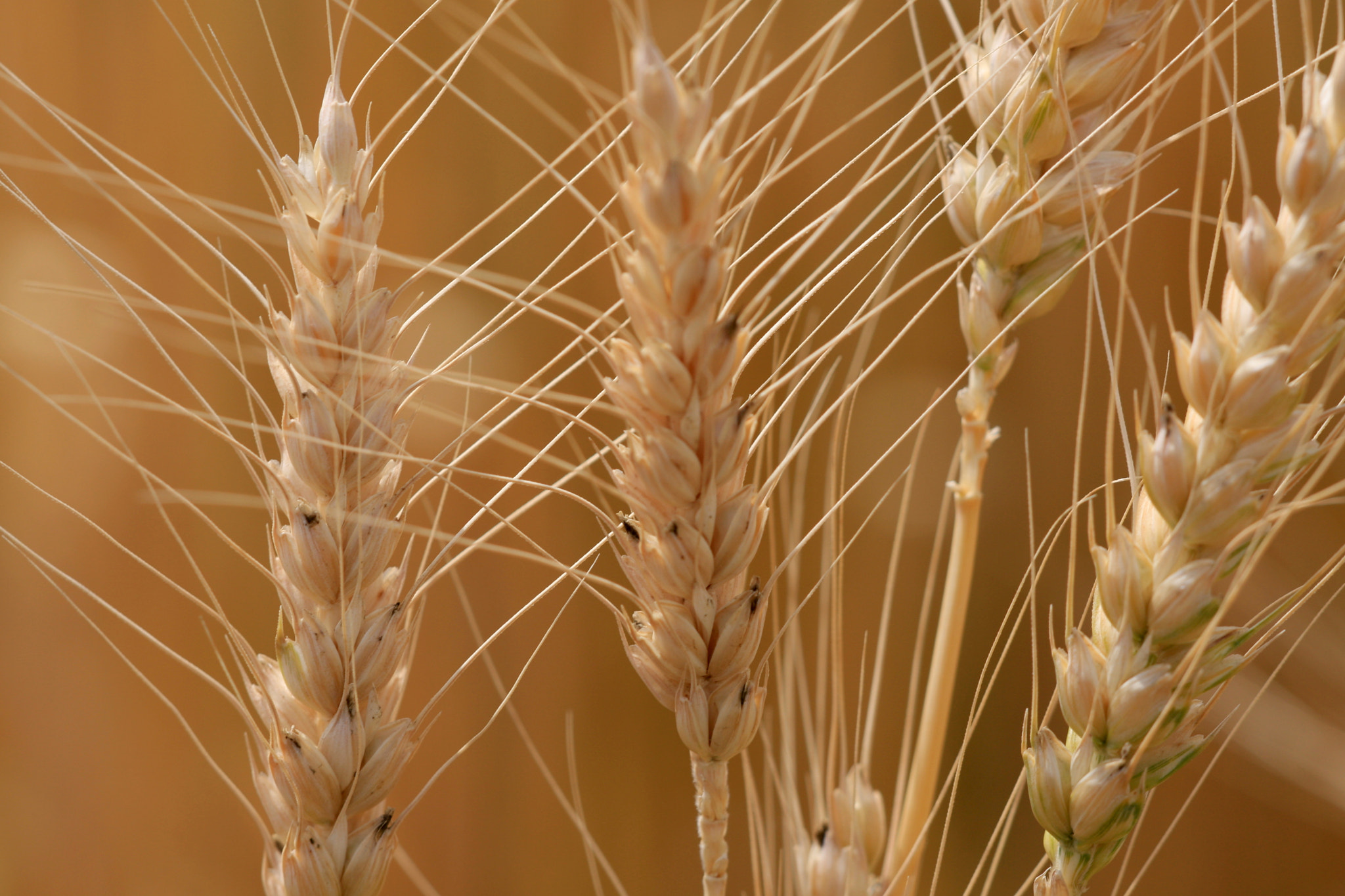 Sigma APO Macro 150mm f/2.8 EX DG HSM sample photo. Beard photography