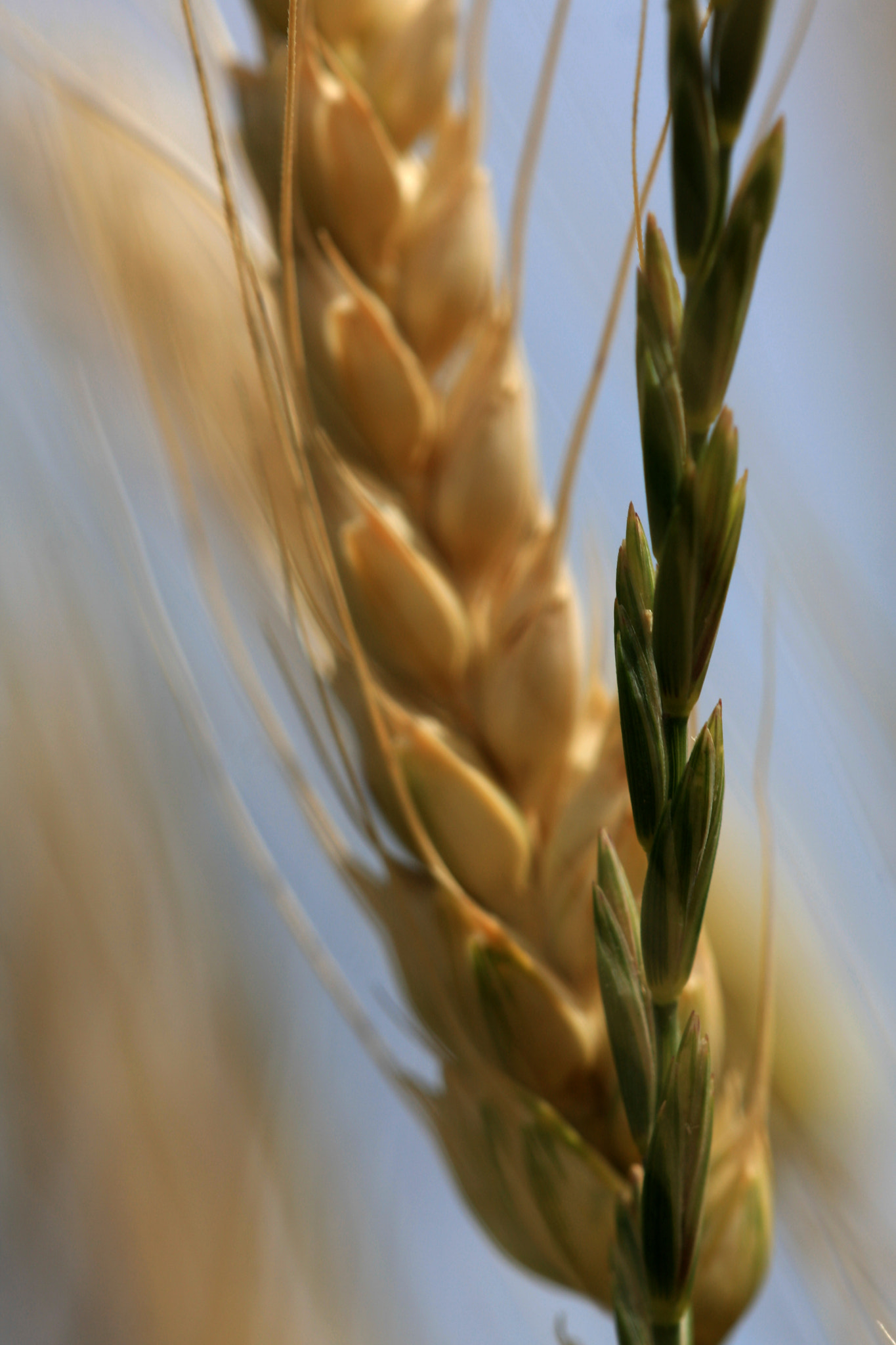 Sigma APO Macro 150mm f/2.8 EX DG HSM sample photo. Pair photography