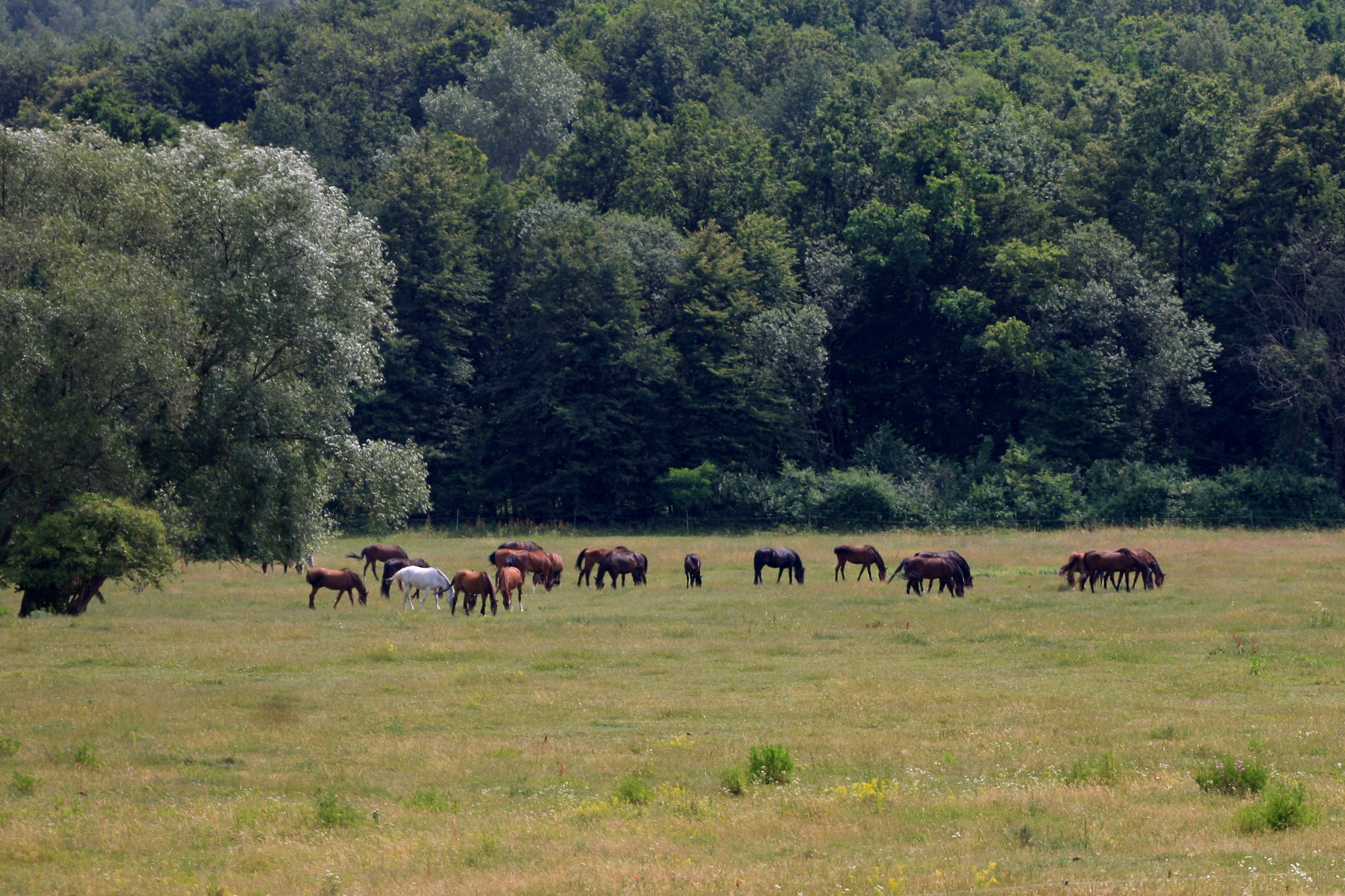 Sigma APO Macro 150mm f/2.8 EX DG HSM sample photo. Horses photography