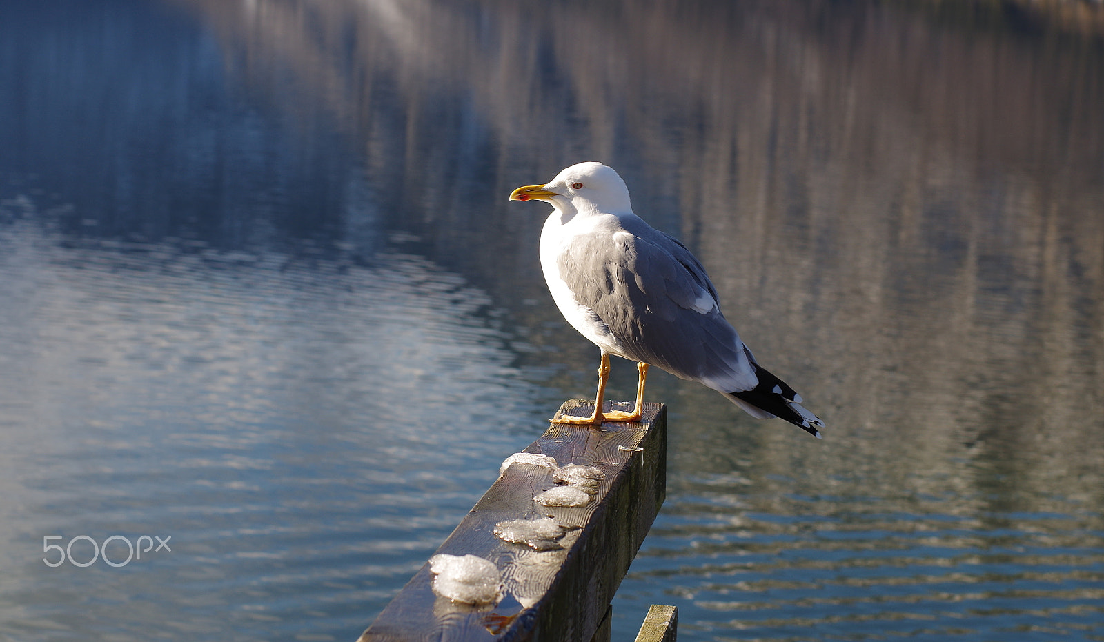 Pentax K-50 + Pentax smc FA 50mm F1.4 sample photo. Gull on bohinj lake photography