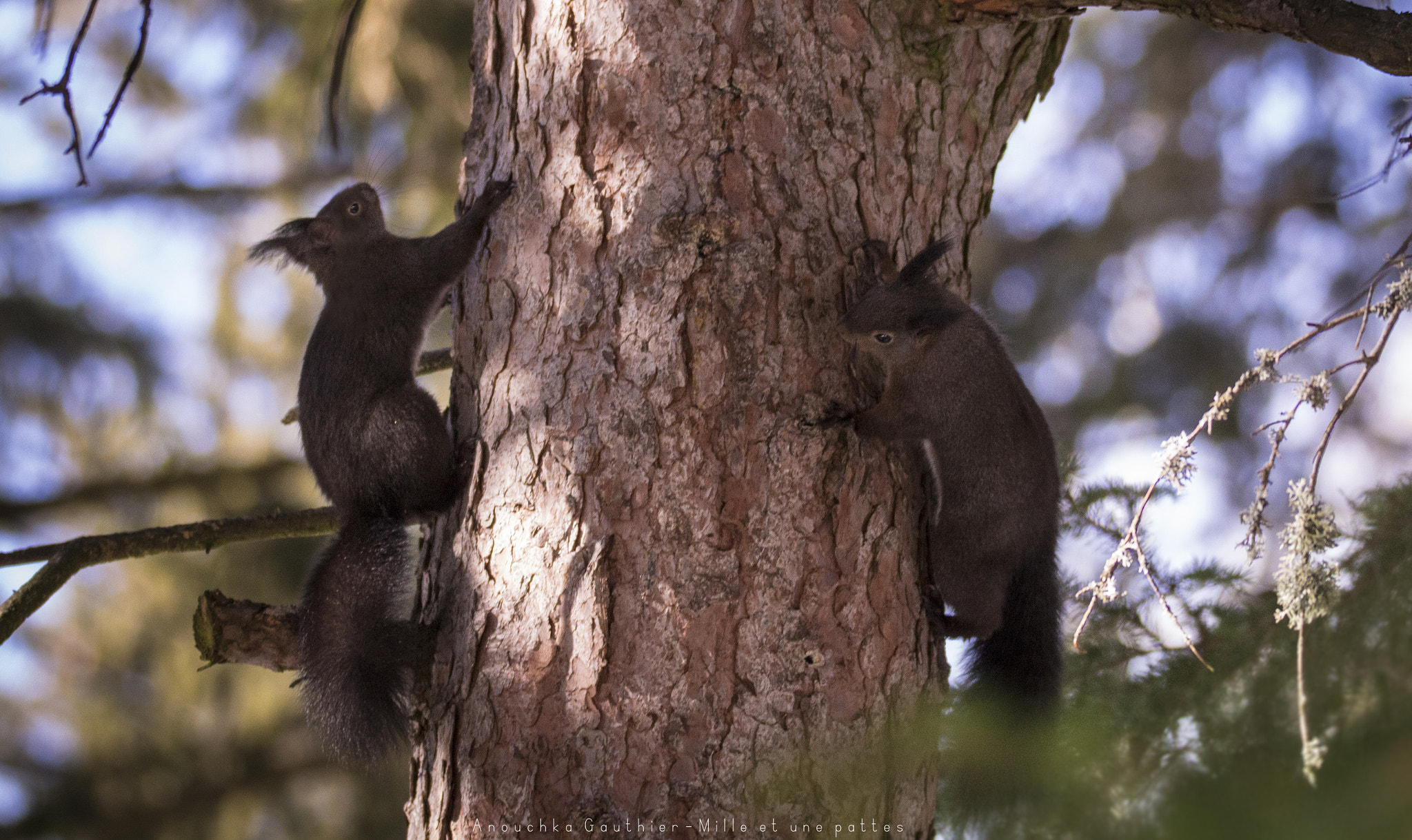 Tamron SP 150-600mm F5-6.3 Di VC USD sample photo. Squirel photography