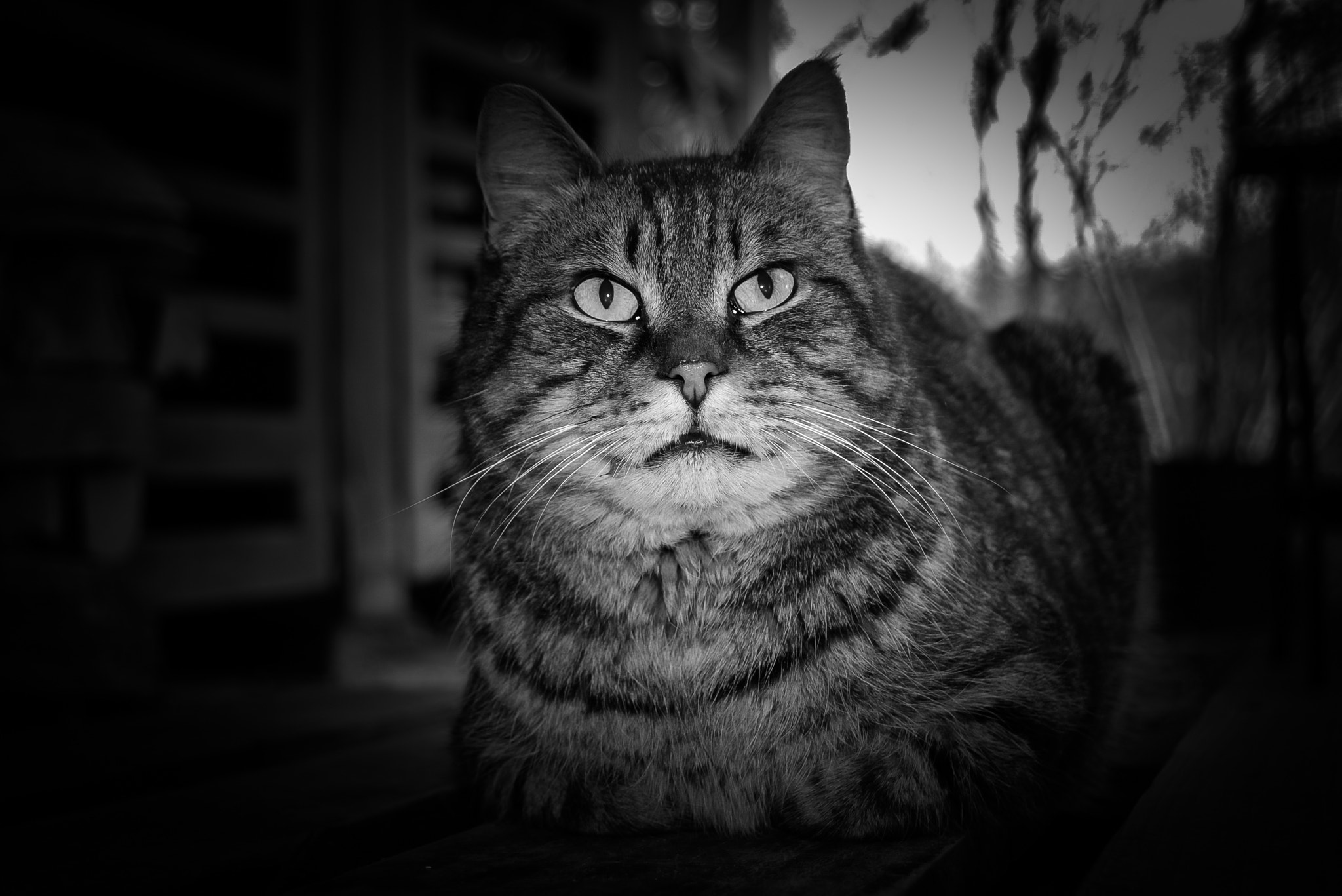 Nikon D600 sample photo. Cat nuri posing photography