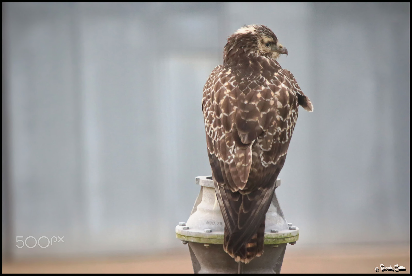 Canon EOS 700D (EOS Rebel T5i / EOS Kiss X7i) + Canon EF 100-300mm f/5.6 sample photo. Buse photography