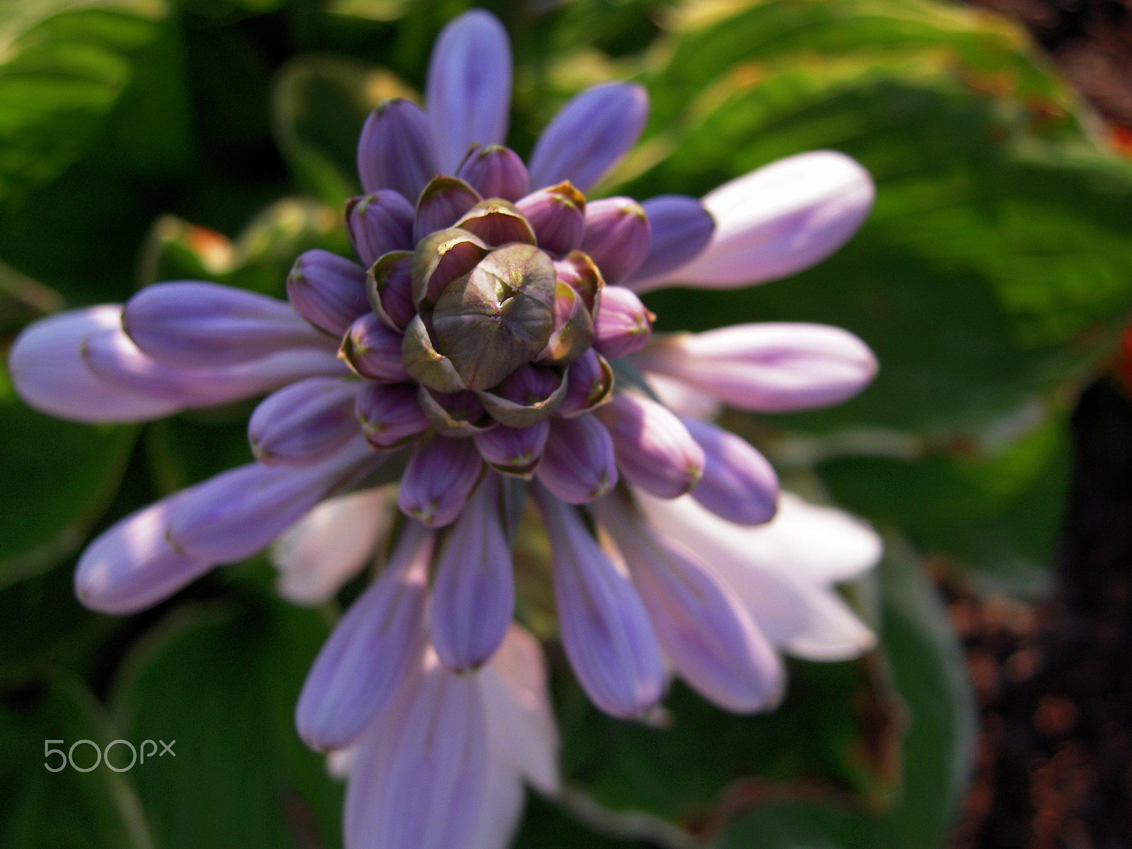 Nikon Coolpix S610c sample photo. Flowers photography