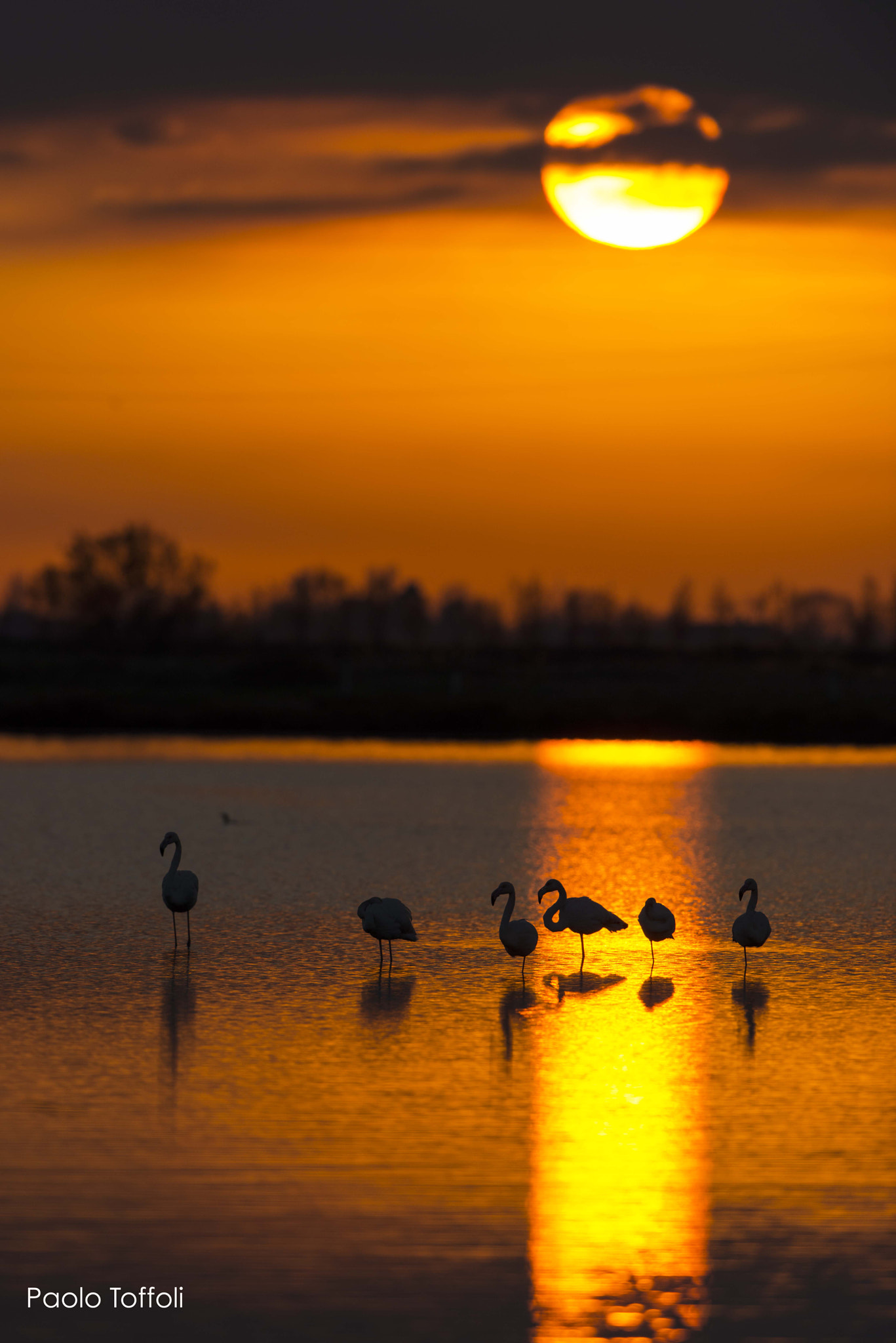 Nikon D800E + Nikon AF-S Nikkor 500mm F4G ED VR sample photo. Laguna nord di venezia photography