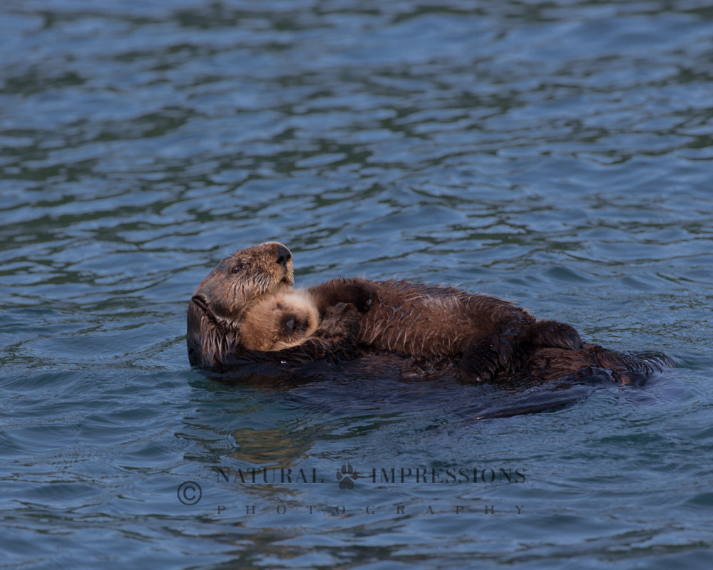 Canon EF 200-400mm F4L IS USM Extender 1.4x sample photo. Mothers love photography