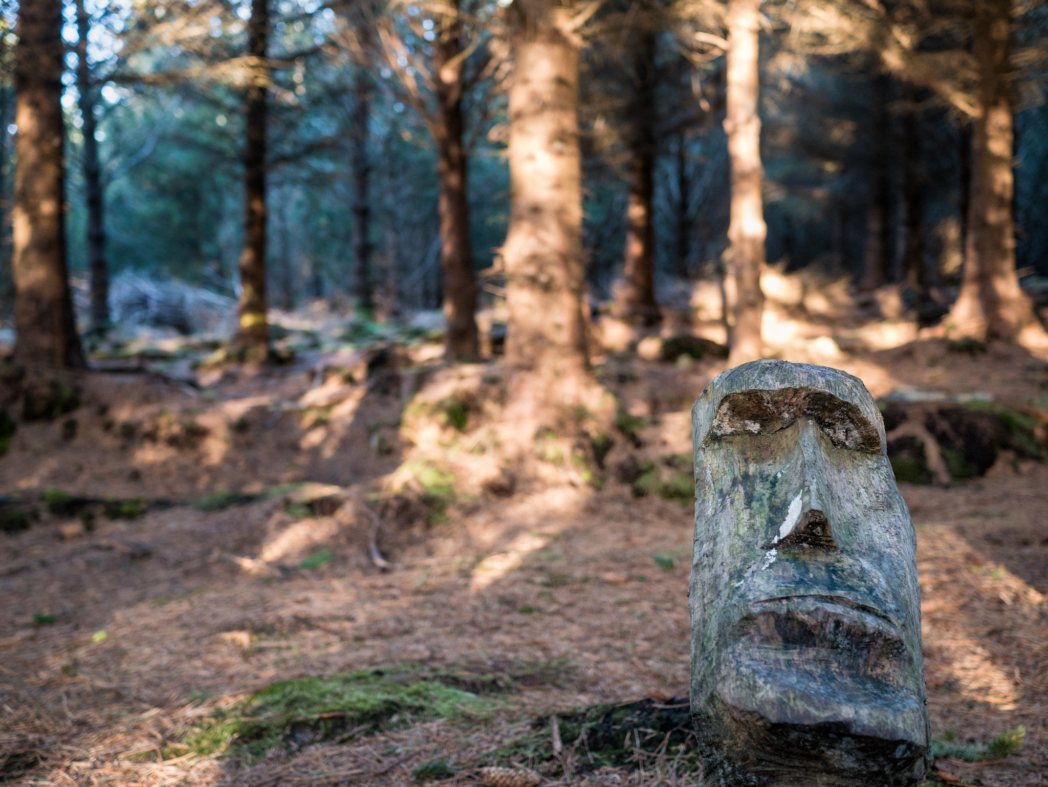 Panasonic Lumix DMC-G7 + Panasonic Lumix G 20mm F1.7 ASPH sample photo. Easter island relic in local wood. . photography