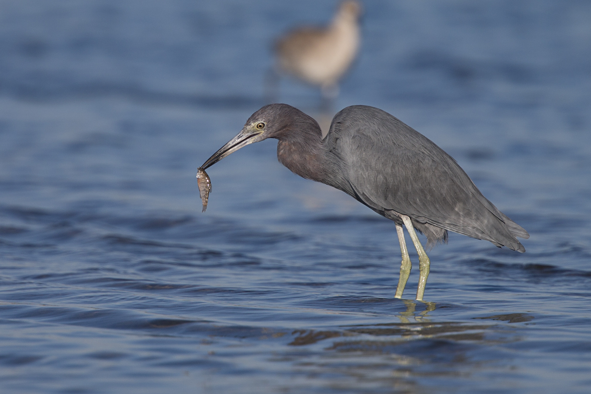 Canon EOS-1D X + Canon EF 300mm F2.8L IS II USM sample photo. Reddish egret photography