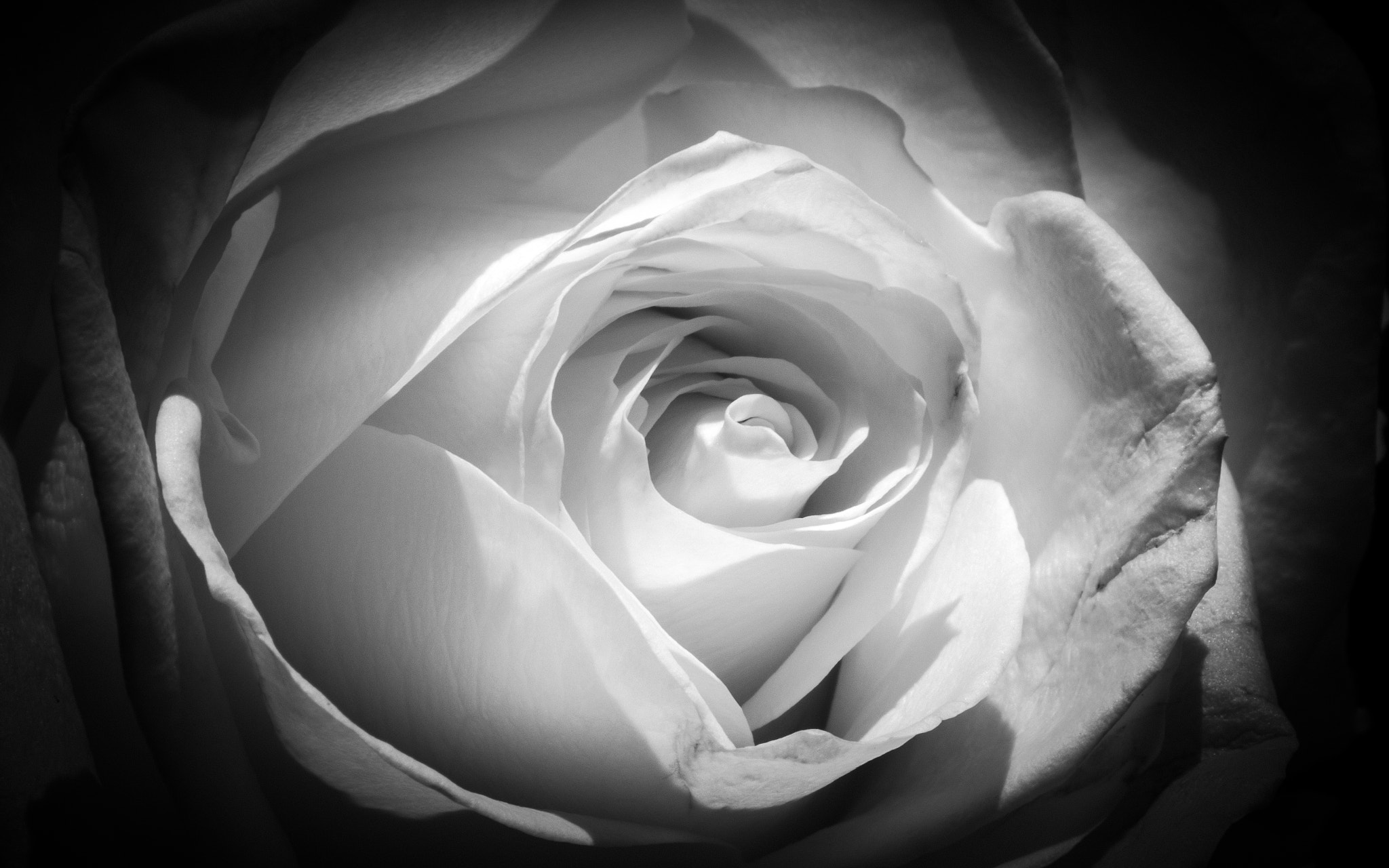 Fujifilm X-E1 + Fujifilm XF 60mm F2.4 R Macro sample photo. Back to white again - snow white rose photography