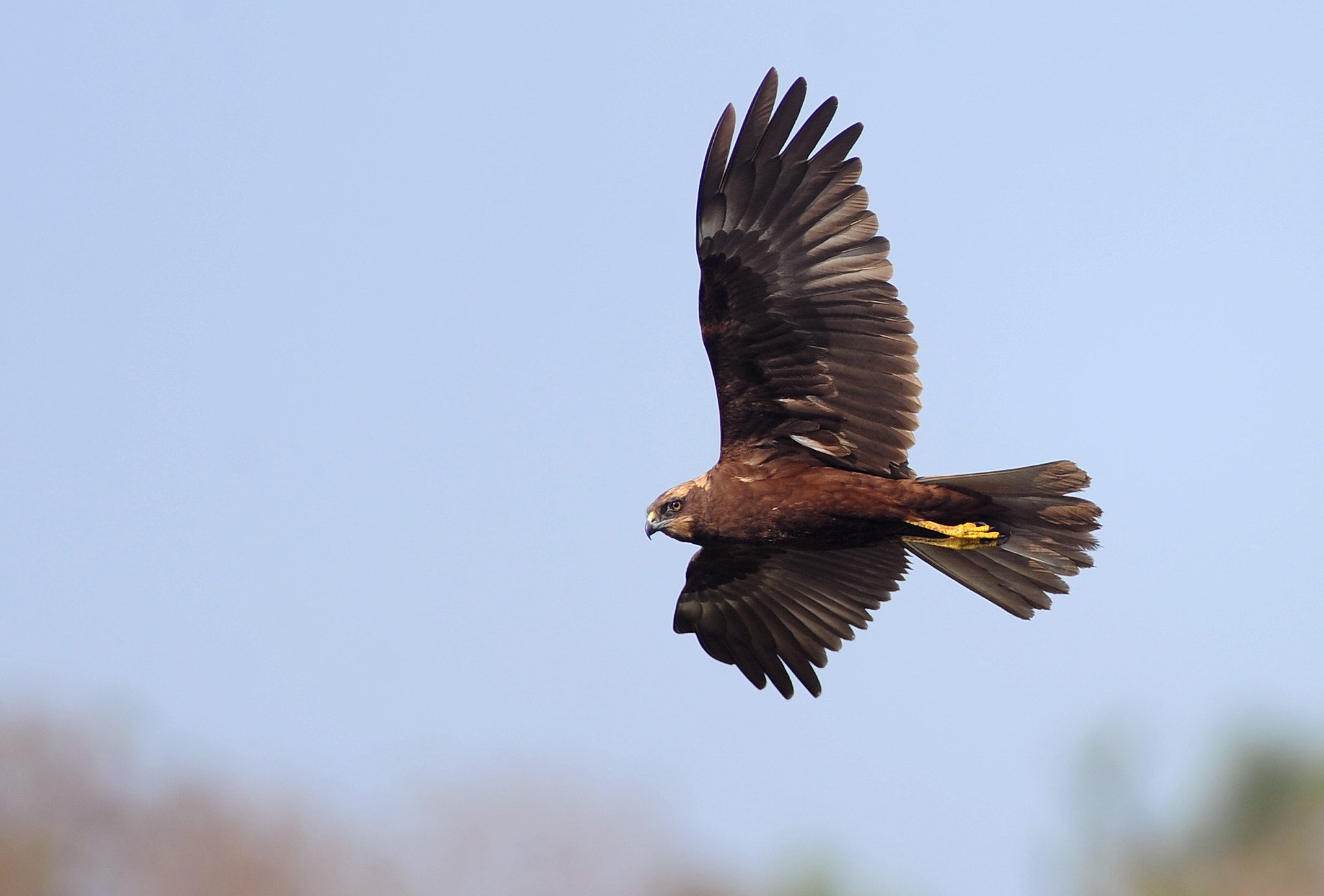Tokina AT-X 304 AF (AF 300mm f/4.0) sample photo. Flight brahmi kite photography