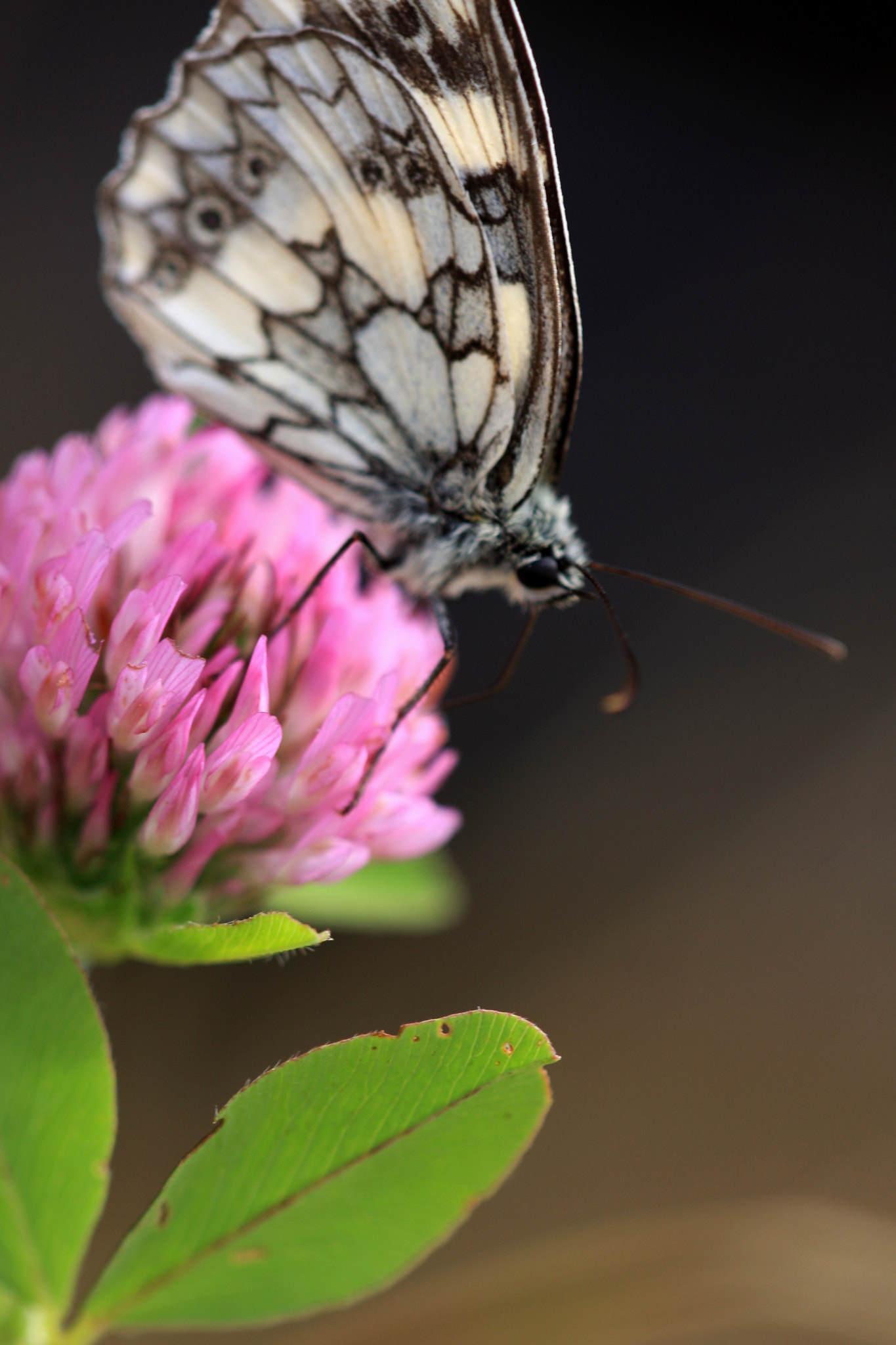 Sigma APO Macro 150mm f/2.8 EX DG HSM sample photo. Landed photography