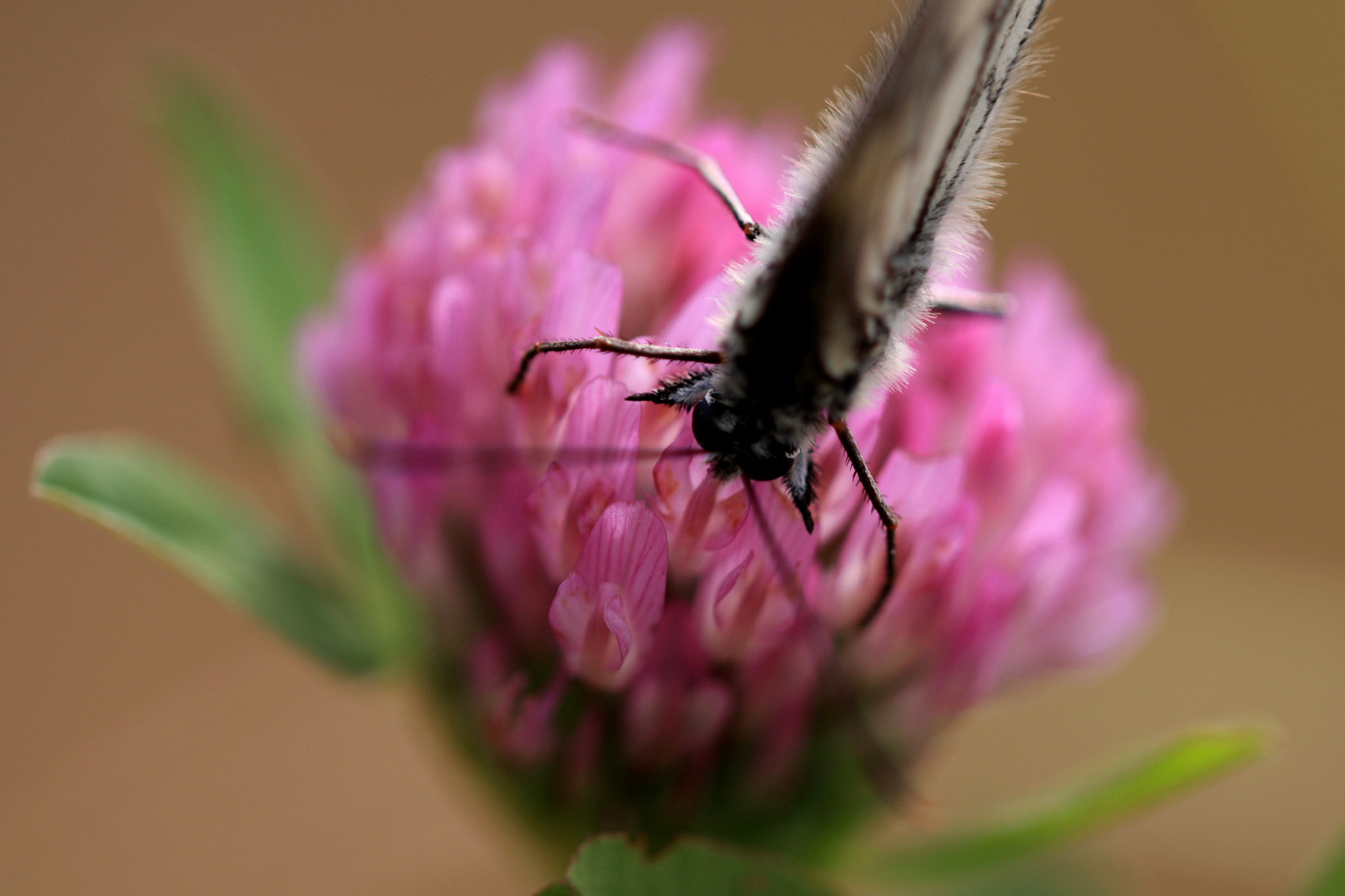 Sigma APO Macro 150mm f/2.8 EX DG HSM sample photo. Eat photography