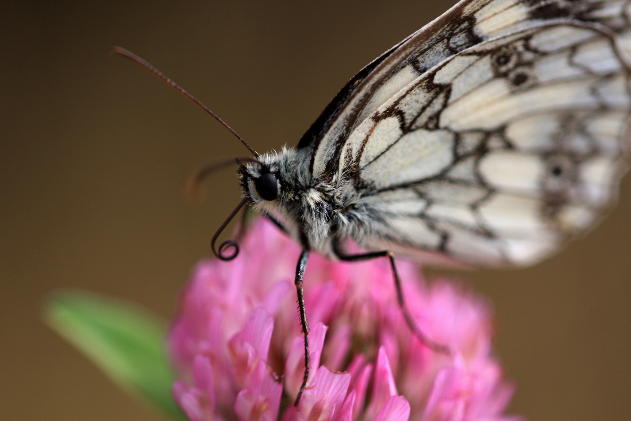 Canon EOS 40D + Sigma APO Macro 150mm f/2.8 EX DG HSM sample photo. Butterfly photography