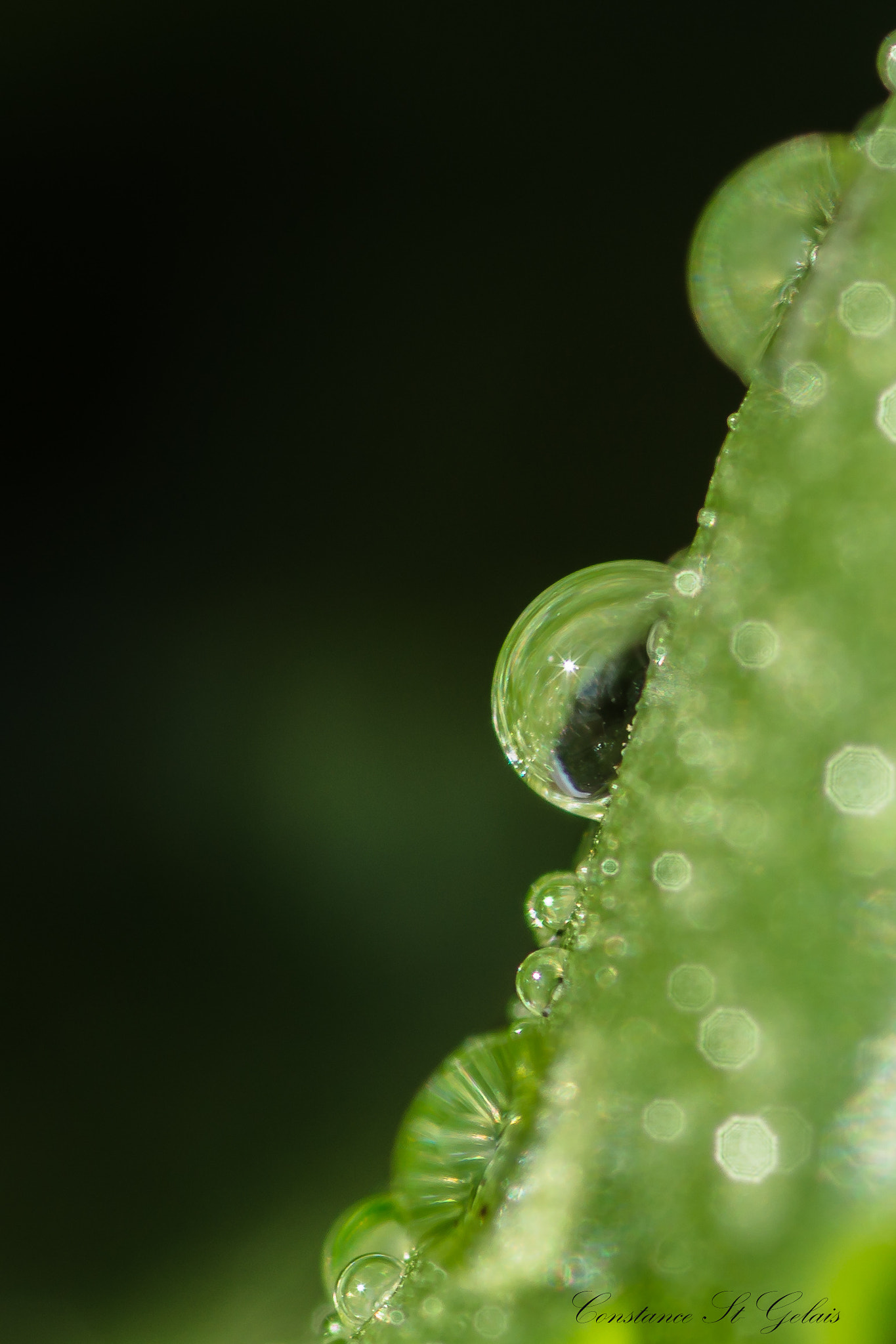 Sony SLT-A77 + Sigma AF 105mm F2.8 EX [DG] Macro sample photo. Gouttes photography