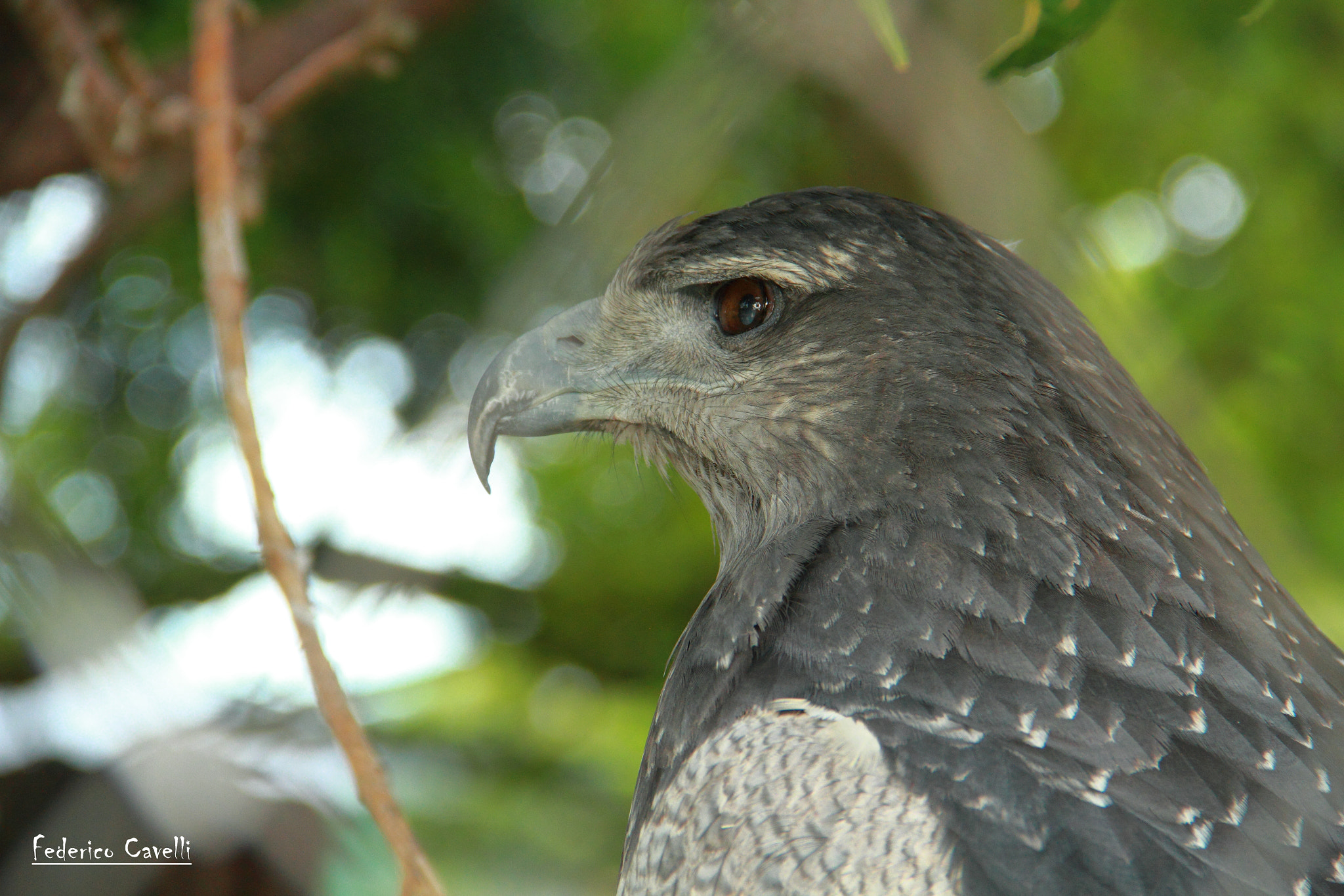 Canon EF-S 18-135mm F3.5-5.6 IS sample photo. Águila mora photography