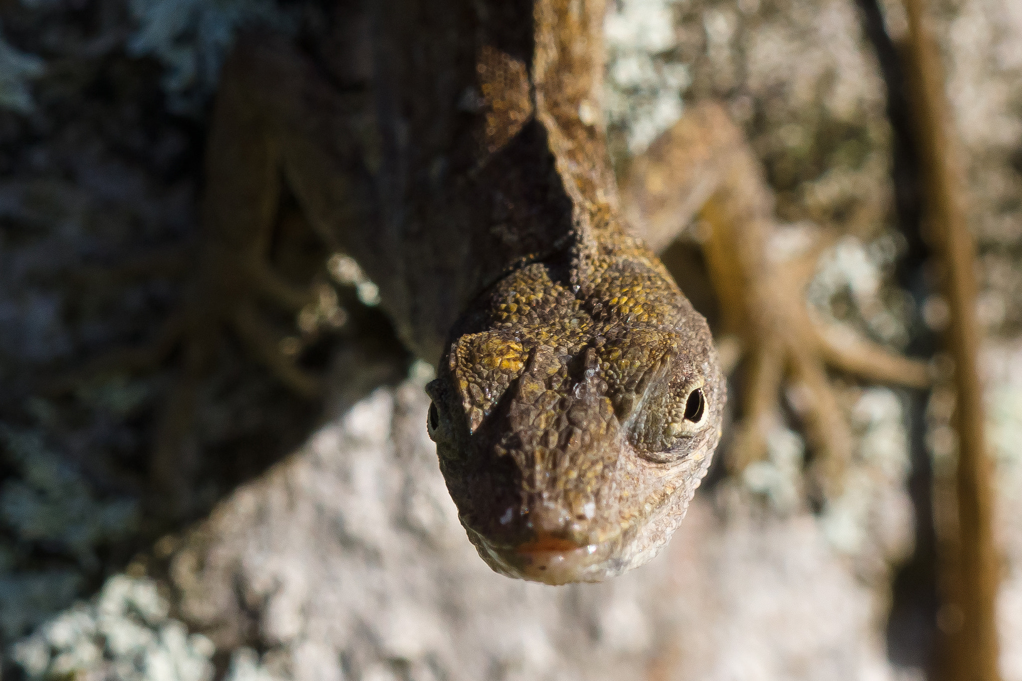 Sony 70-300mm F4.5-5.6 G SSM sample photo. Curious lizard photography