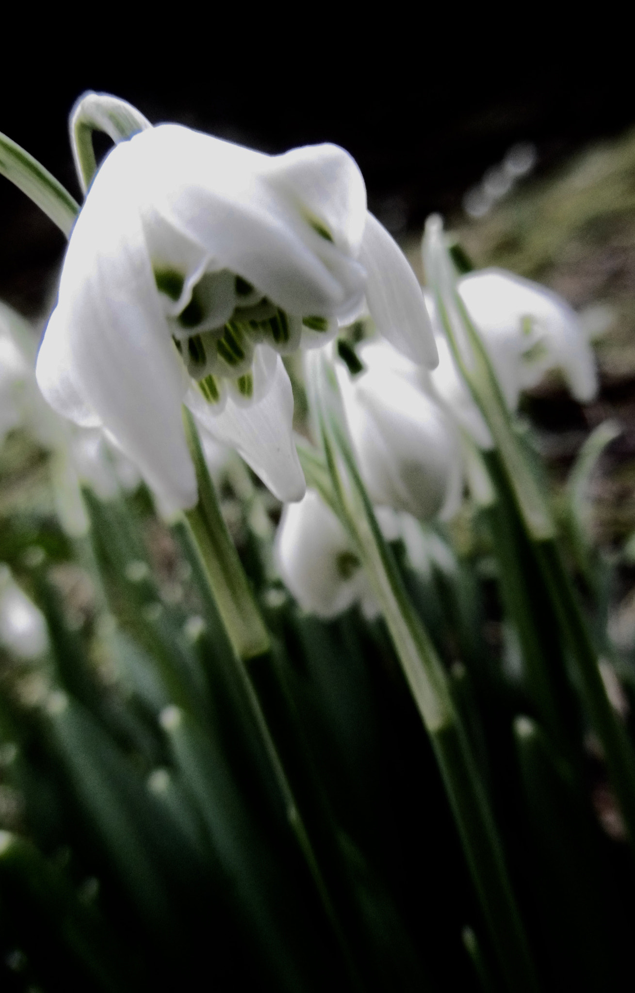 Panasonic DMC-SZ8 sample photo. Snowdrop photography