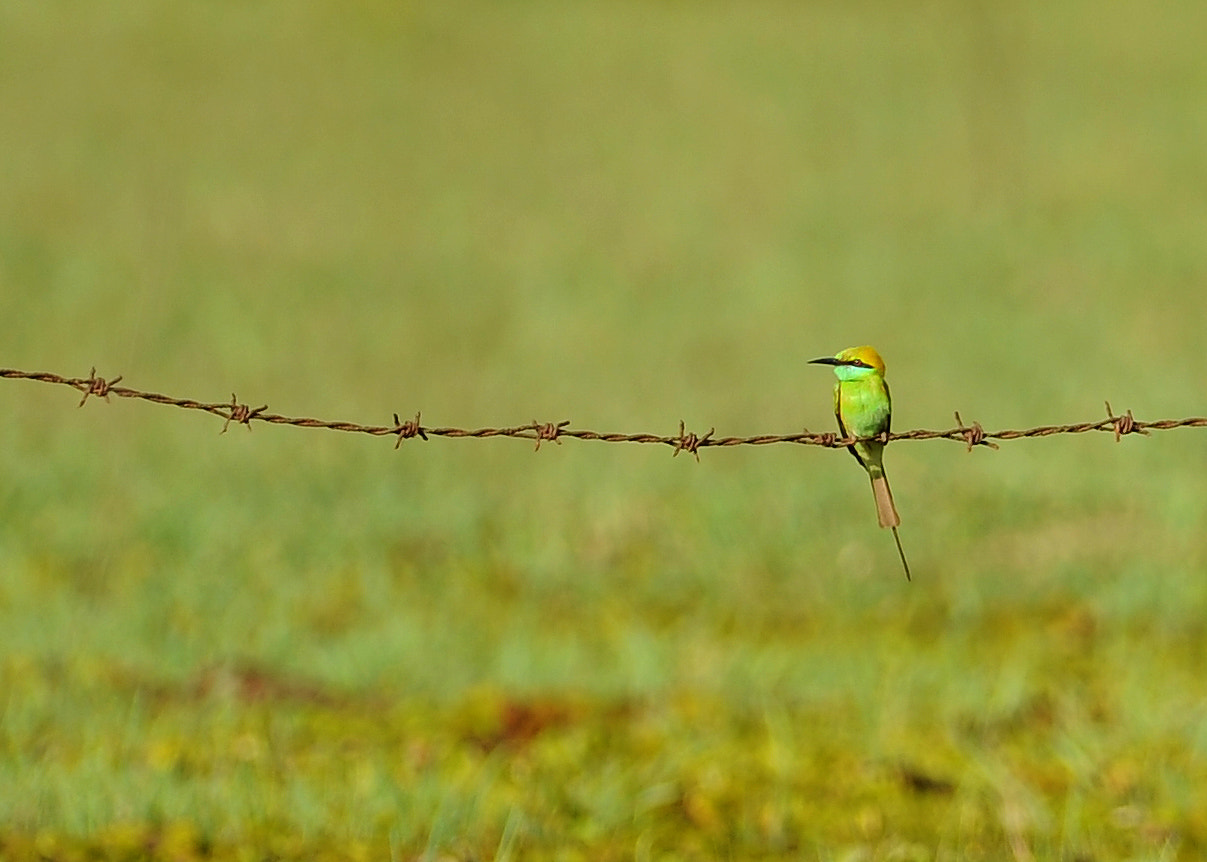 Nikon D3S + Tokina AT-X 304 AF (AF 300mm f/4.0) sample photo. Bee eater photography