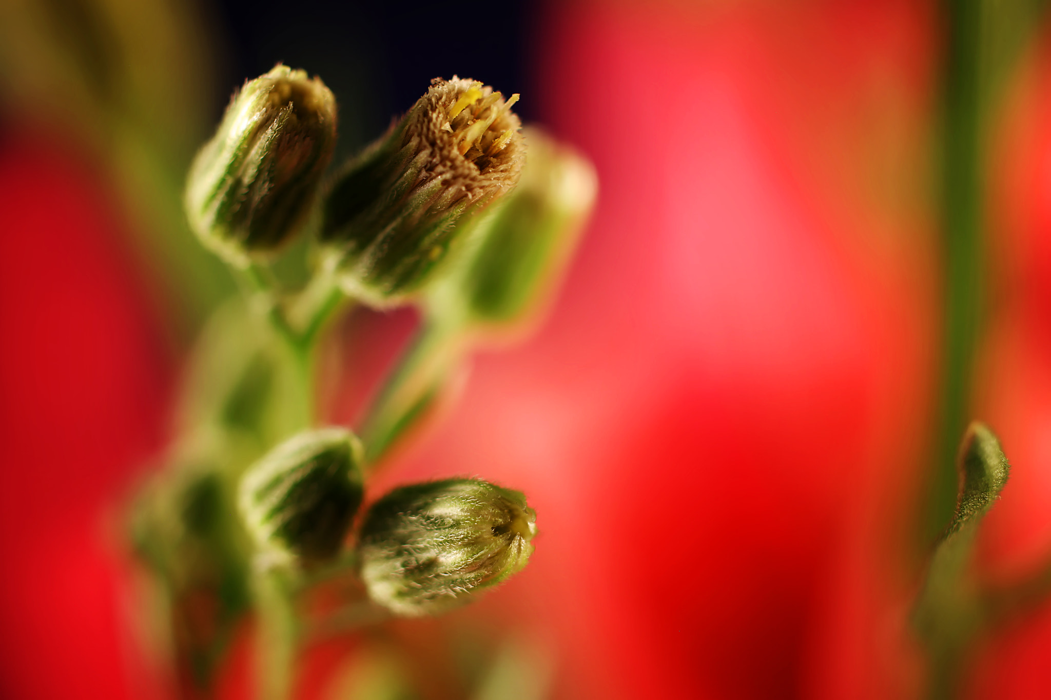 Canon EF 50mm F2.5 Macro sample photo. Cinderella's night out photography