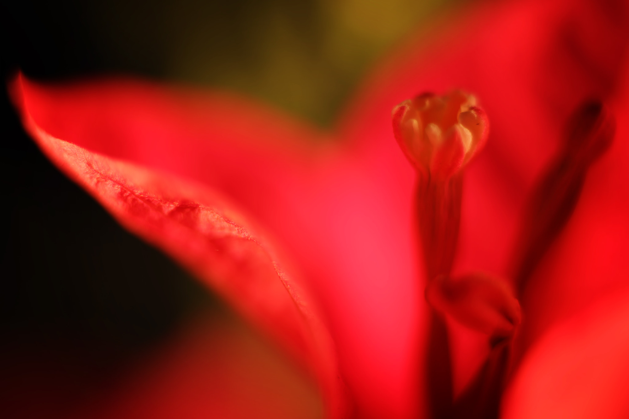 Canon EF 50mm F2.5 Macro sample photo. One moment in time photography