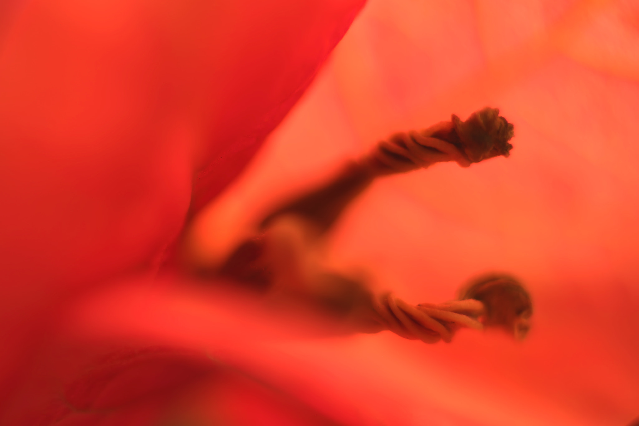 Canon EF 50mm F2.5 Macro sample photo. Aging gracefully photography