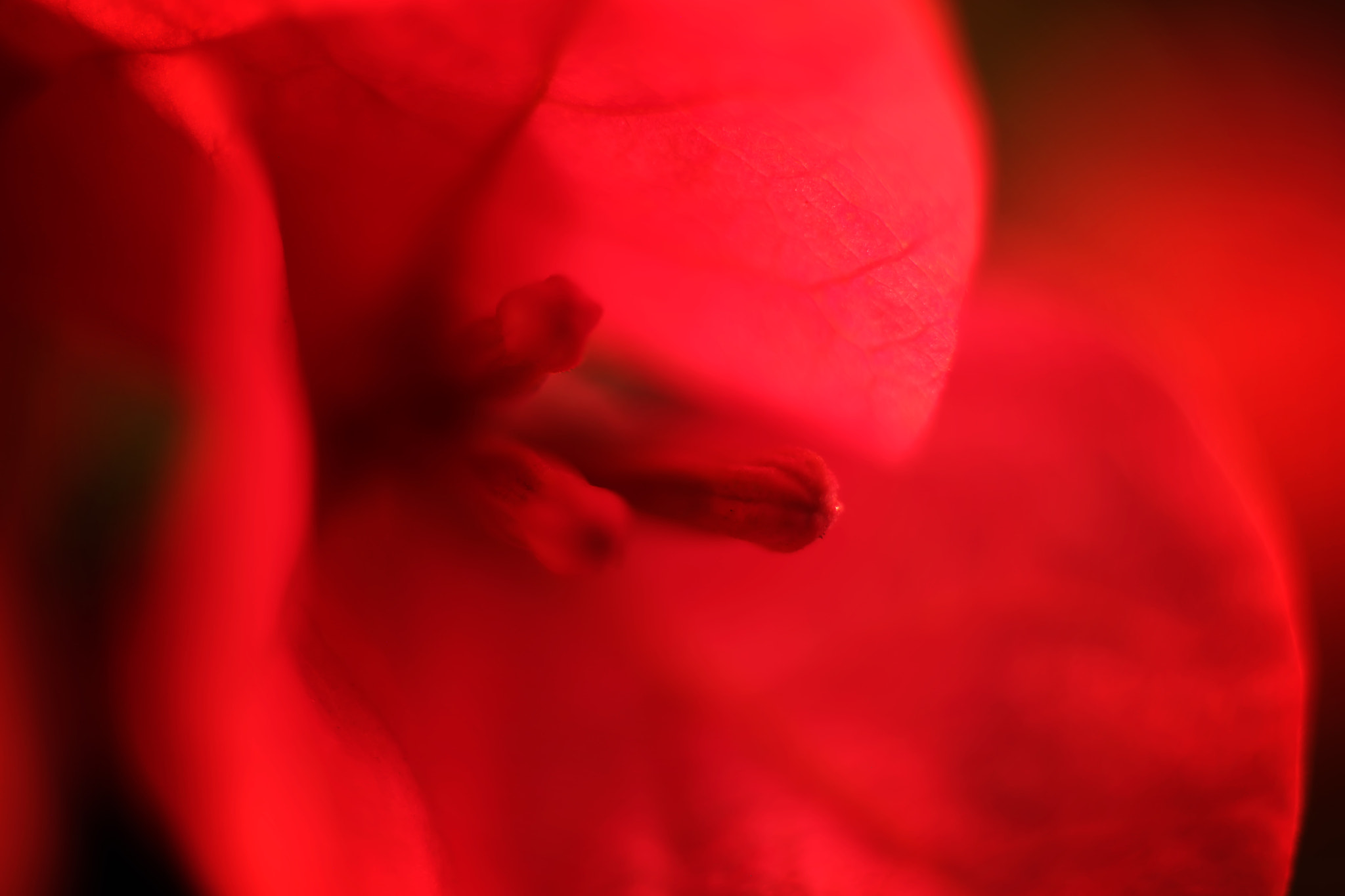 Canon EF 50mm F2.5 Macro sample photo. Can't let go photography