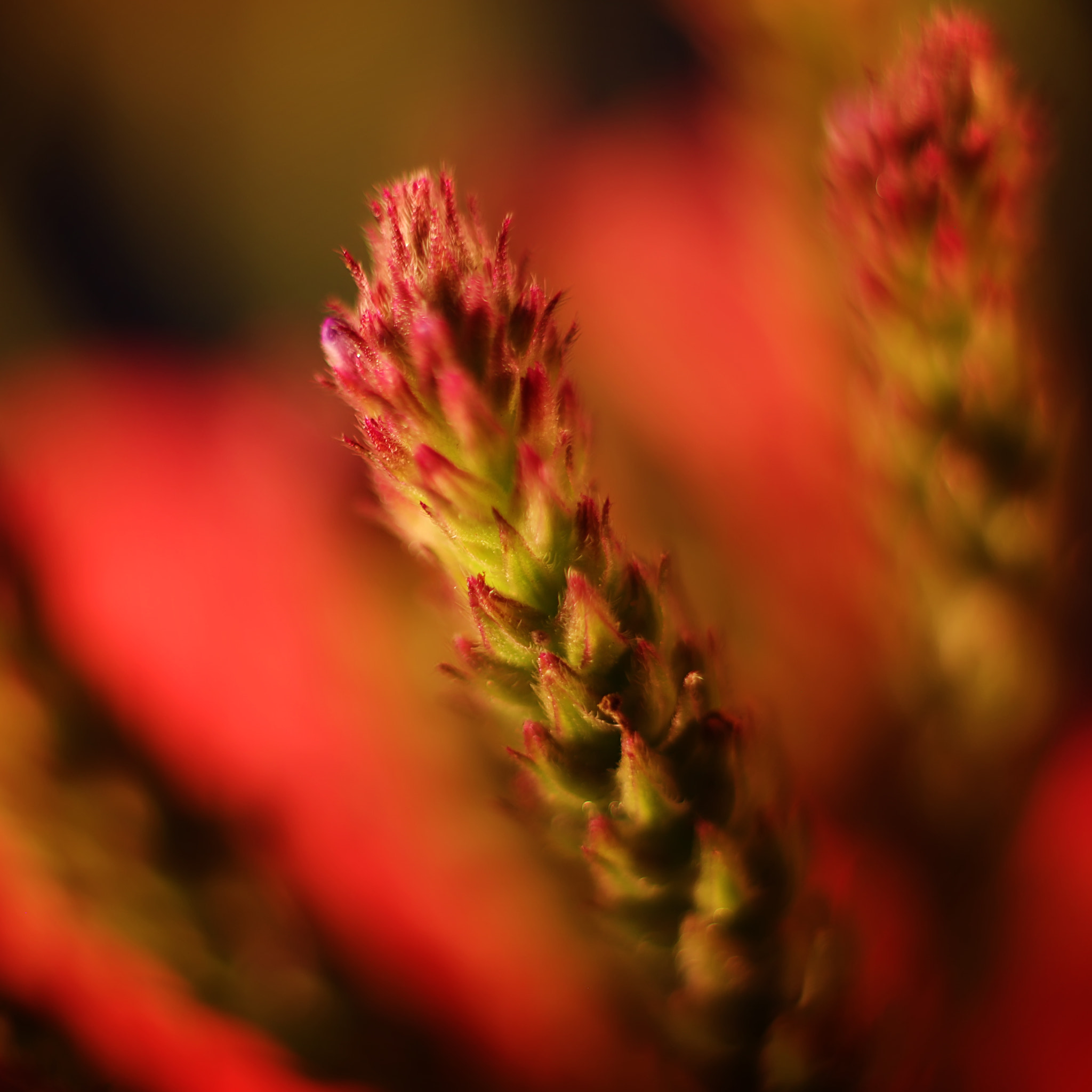Canon EF 50mm F2.5 Macro sample photo. Wild, wild thing photography