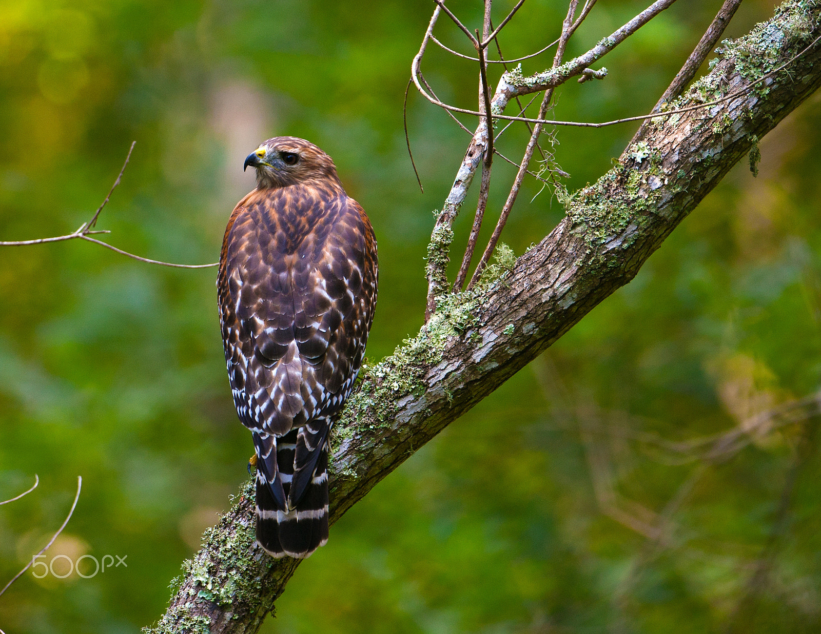 Canon EOS-1D Mark III + Canon EF 500mm F4L IS USM sample photo. Red shoulder hawk photography