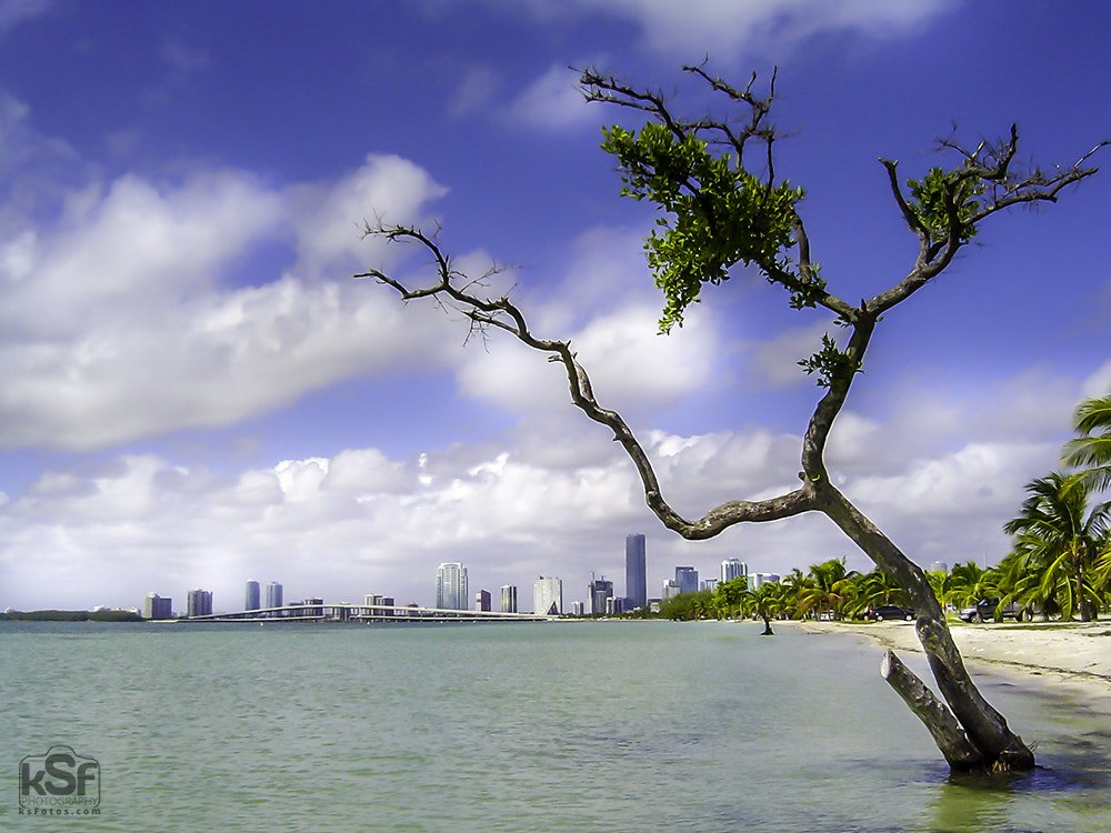 Sony DSC-P8 sample photo. Miami lone tree photography