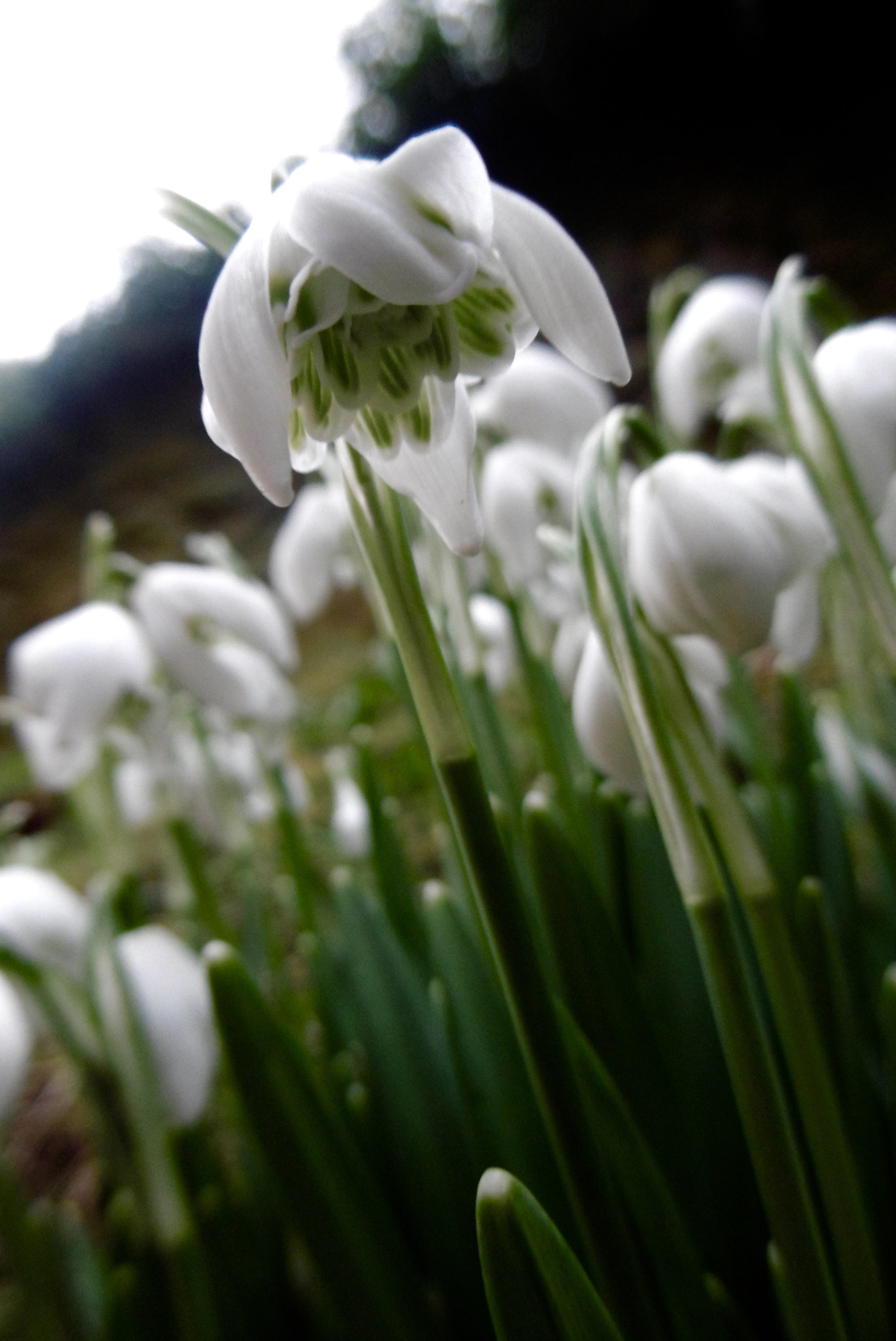 Panasonic DMC-SZ8 sample photo. Snowdrop 2 photography