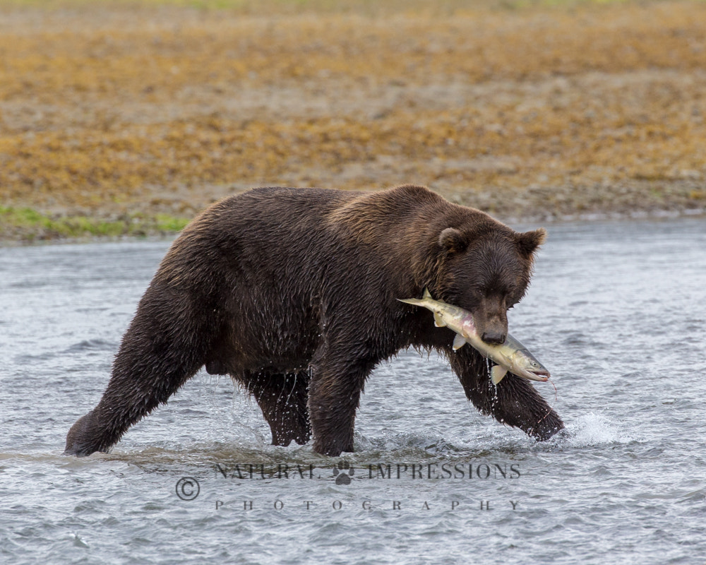 Canon EF 200-400mm F4L IS USM Extender 1.4x sample photo. Catch of the day photography