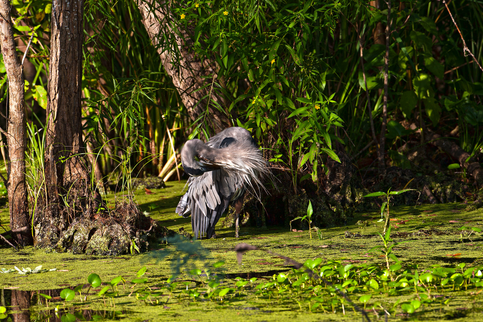 Canon EF 500mm F4L IS USM sample photo. Great blue cleaning photography