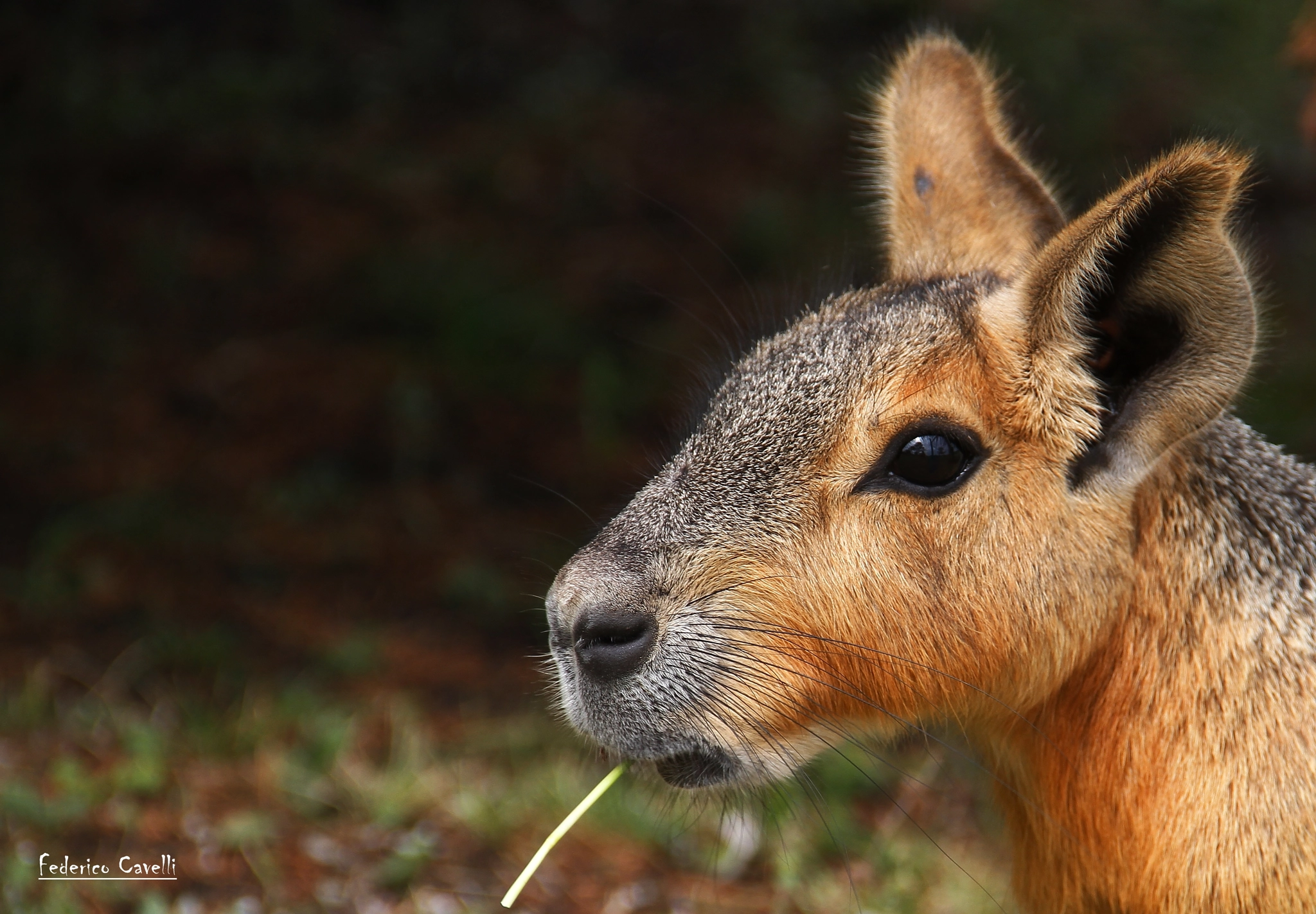Canon EF-S 18-135mm F3.5-5.6 IS sample photo. Mara patagonica photography