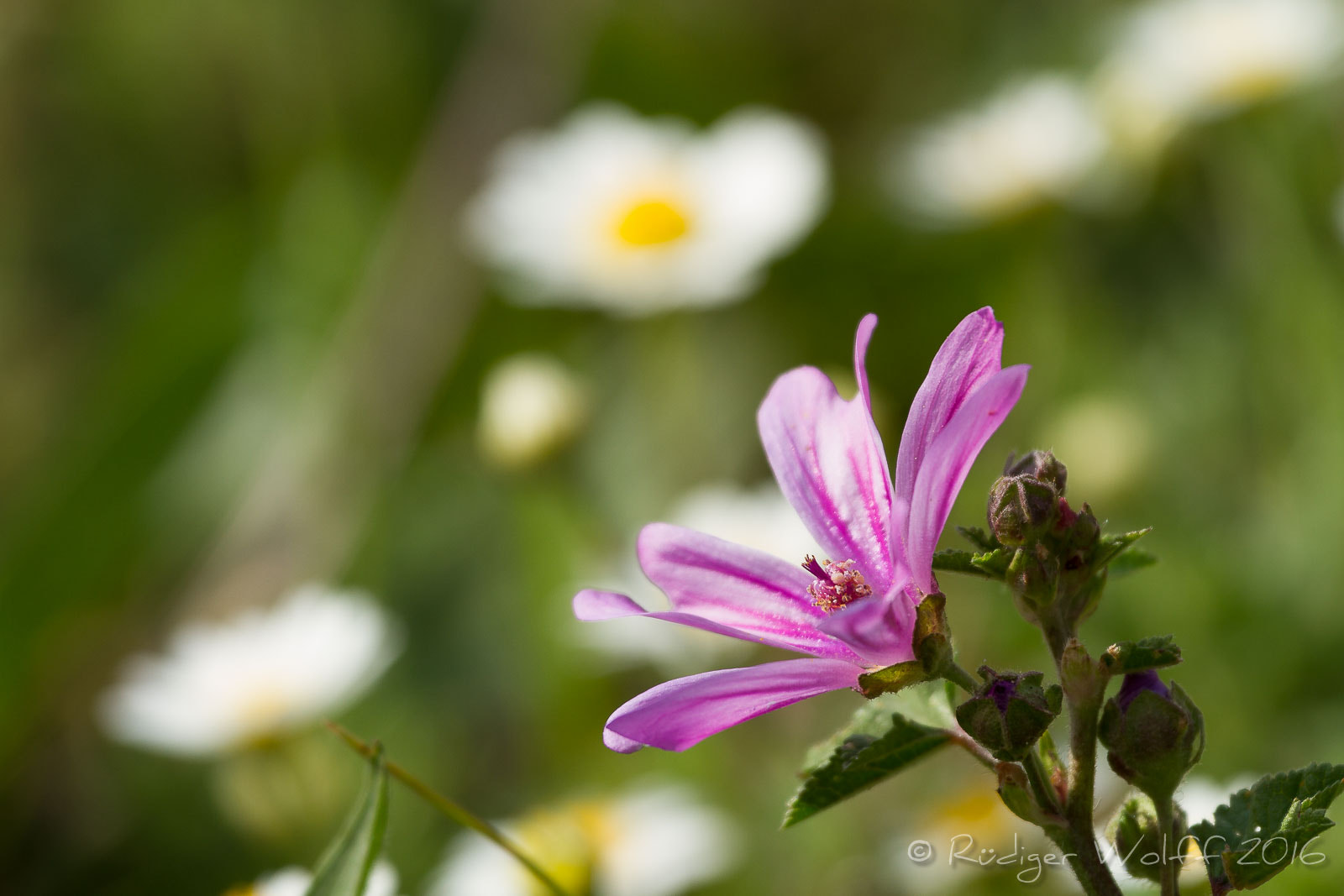 Canon EF 70-200mm F4L IS USM sample photo. Flower by the wayside photography