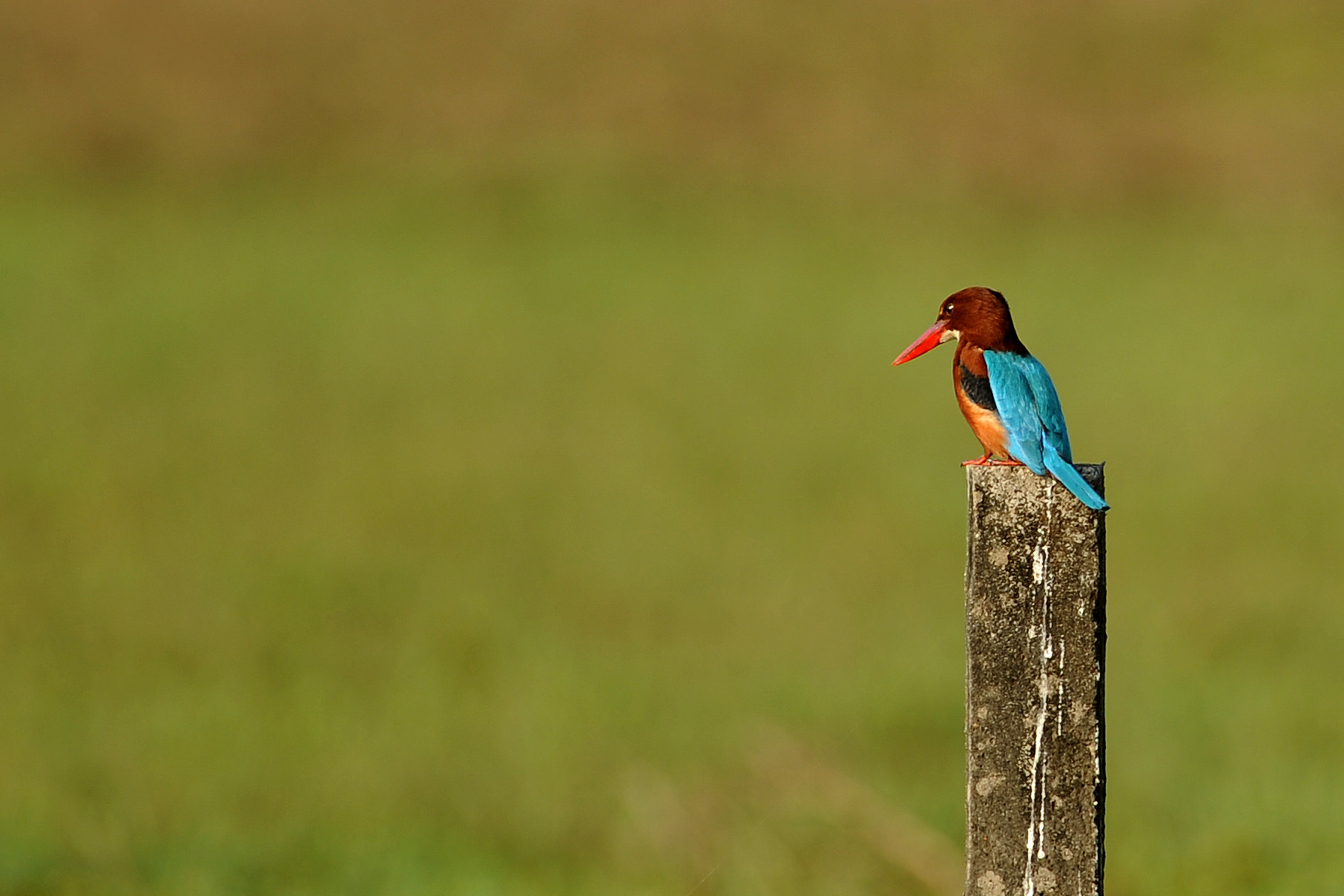 Nikon D3S + Tokina AT-X 304 AF (AF 300mm f/4.0) sample photo. Kingfisher photography